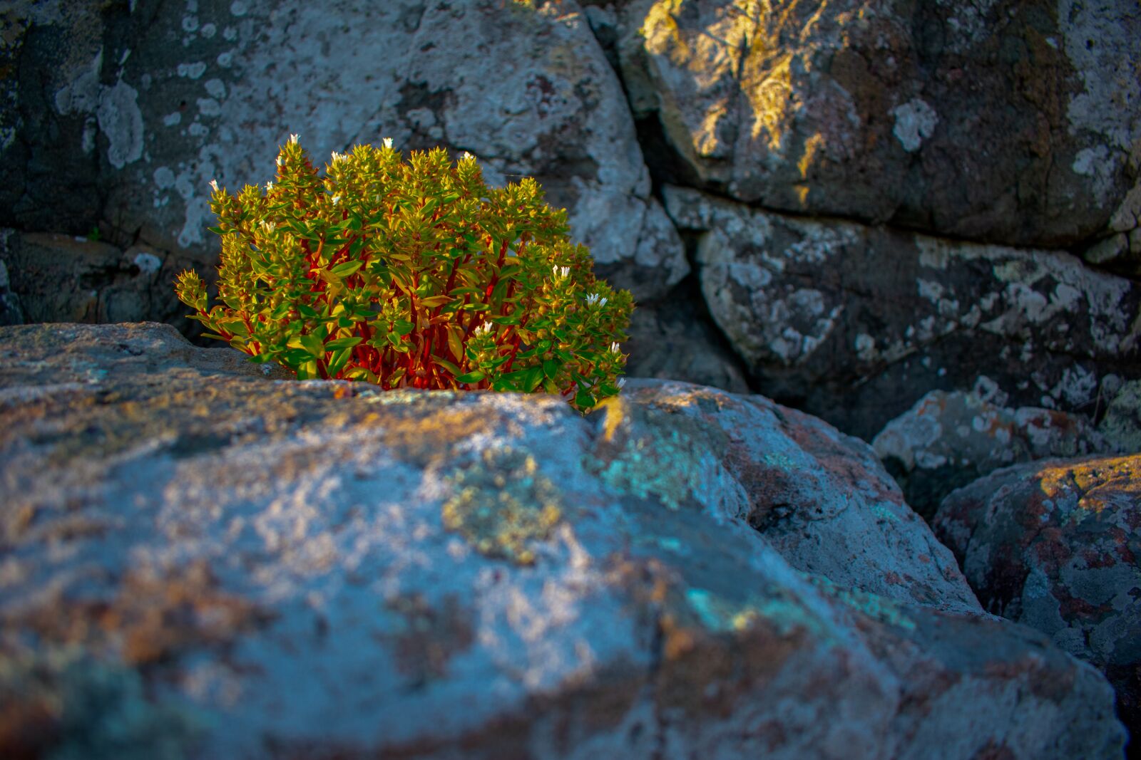 Nikon D5600 sample photo. Natural, beauty, light photography
