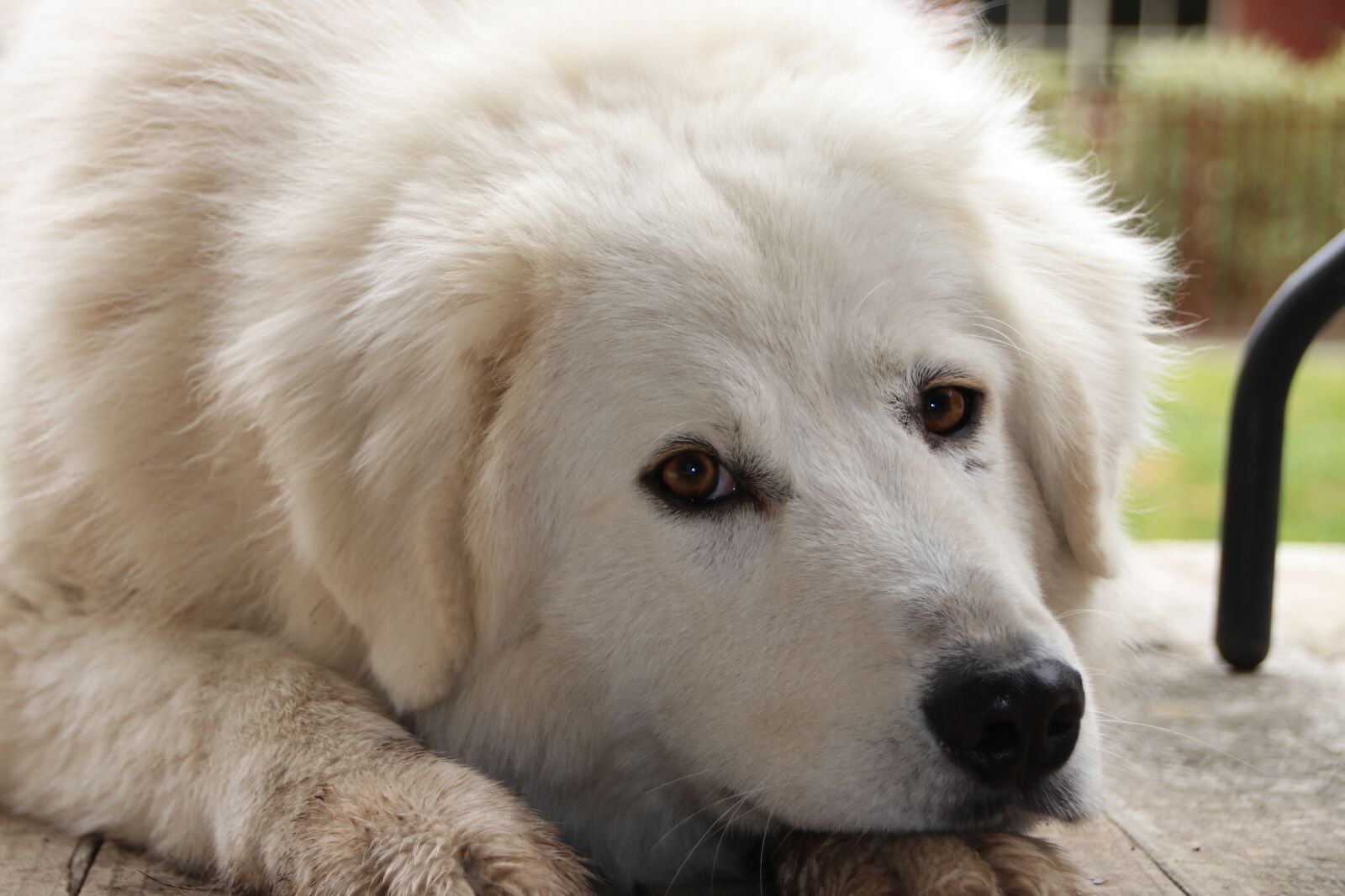 Canon EOS 80D sample photo. Dog, maremma sheepdog, pet photography