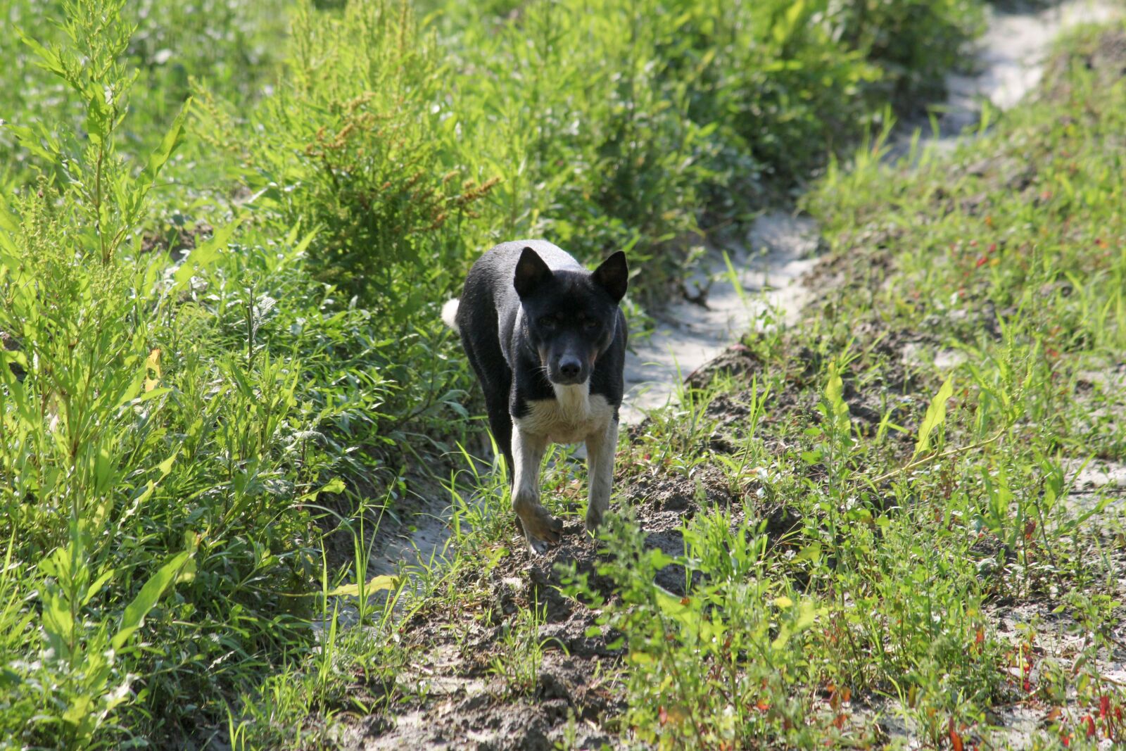 Canon EOS 700D (EOS Rebel T5i / EOS Kiss X7i) sample photo. Nature, grass, dog photography