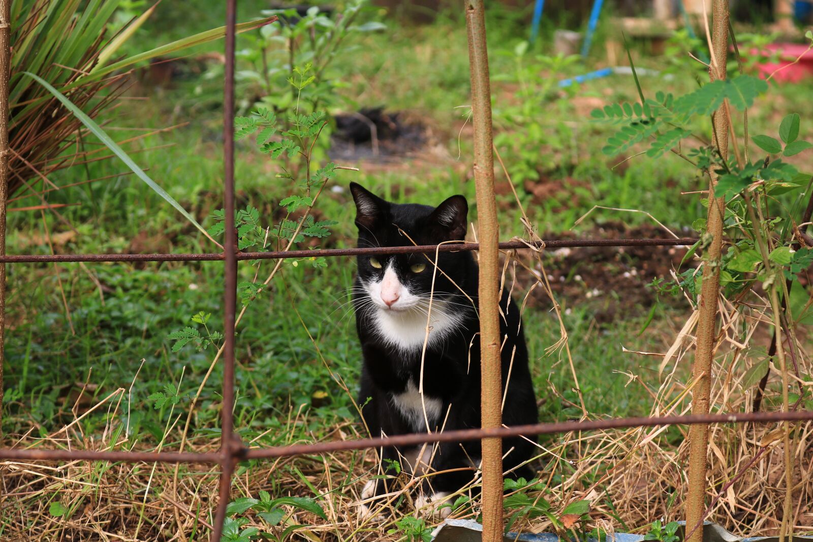 Canon EOS 750D (EOS Rebel T6i / EOS Kiss X8i) sample photo. Cat, eyes, face photography