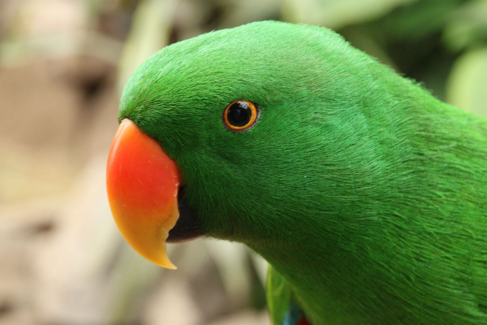 Canon EOS 500D (EOS Rebel T1i / EOS Kiss X3) sample photo. Parrot, green, colorful photography