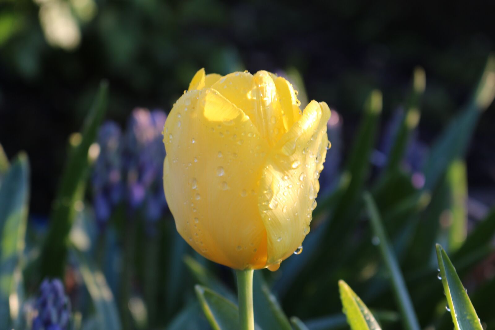 Canon EOS 700D (EOS Rebel T5i / EOS Kiss X7i) sample photo. Nature, flower, plant photography