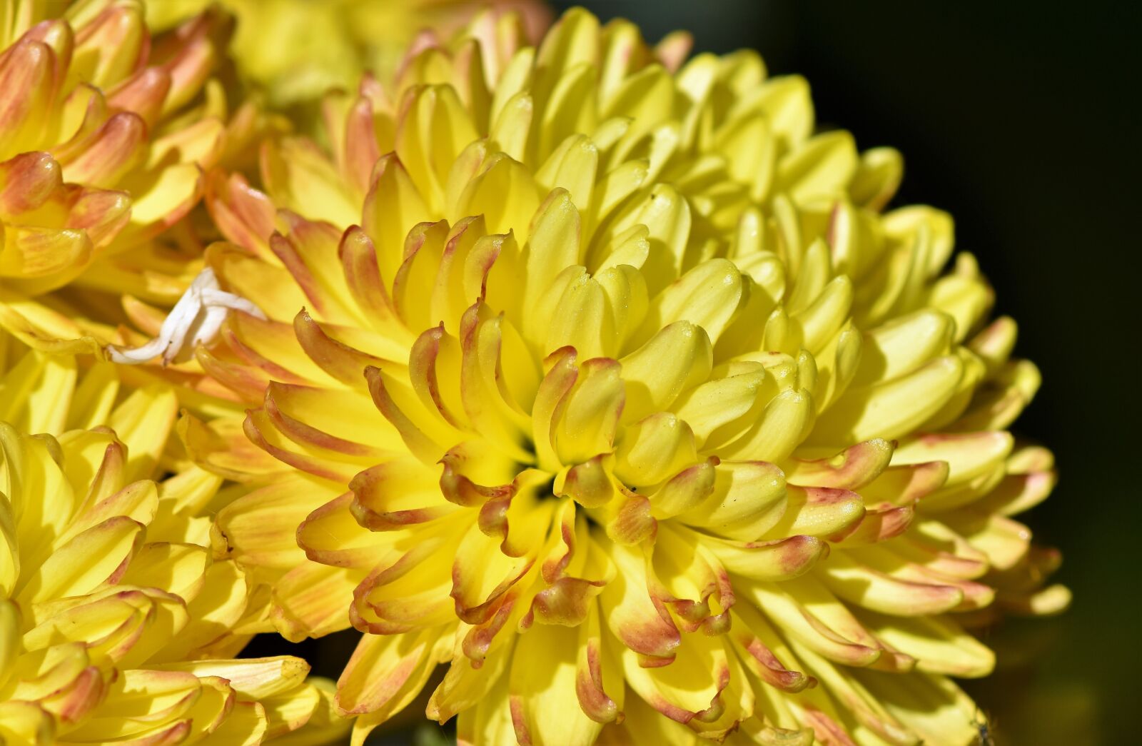 Nikon D7200 sample photo. Herbstaster, aster, blossom photography