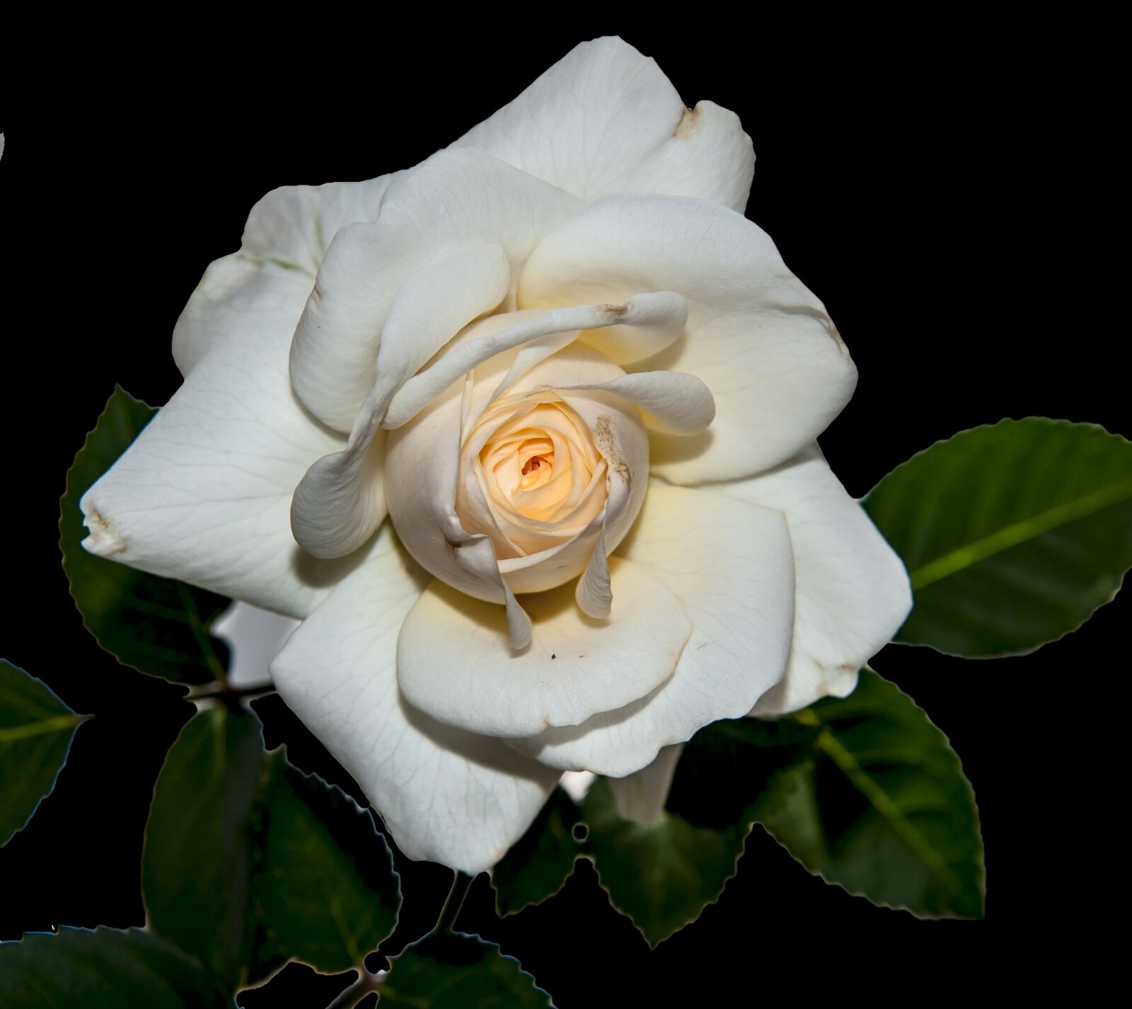 Nikon D90 sample photo. Petals, flower, white flower photography