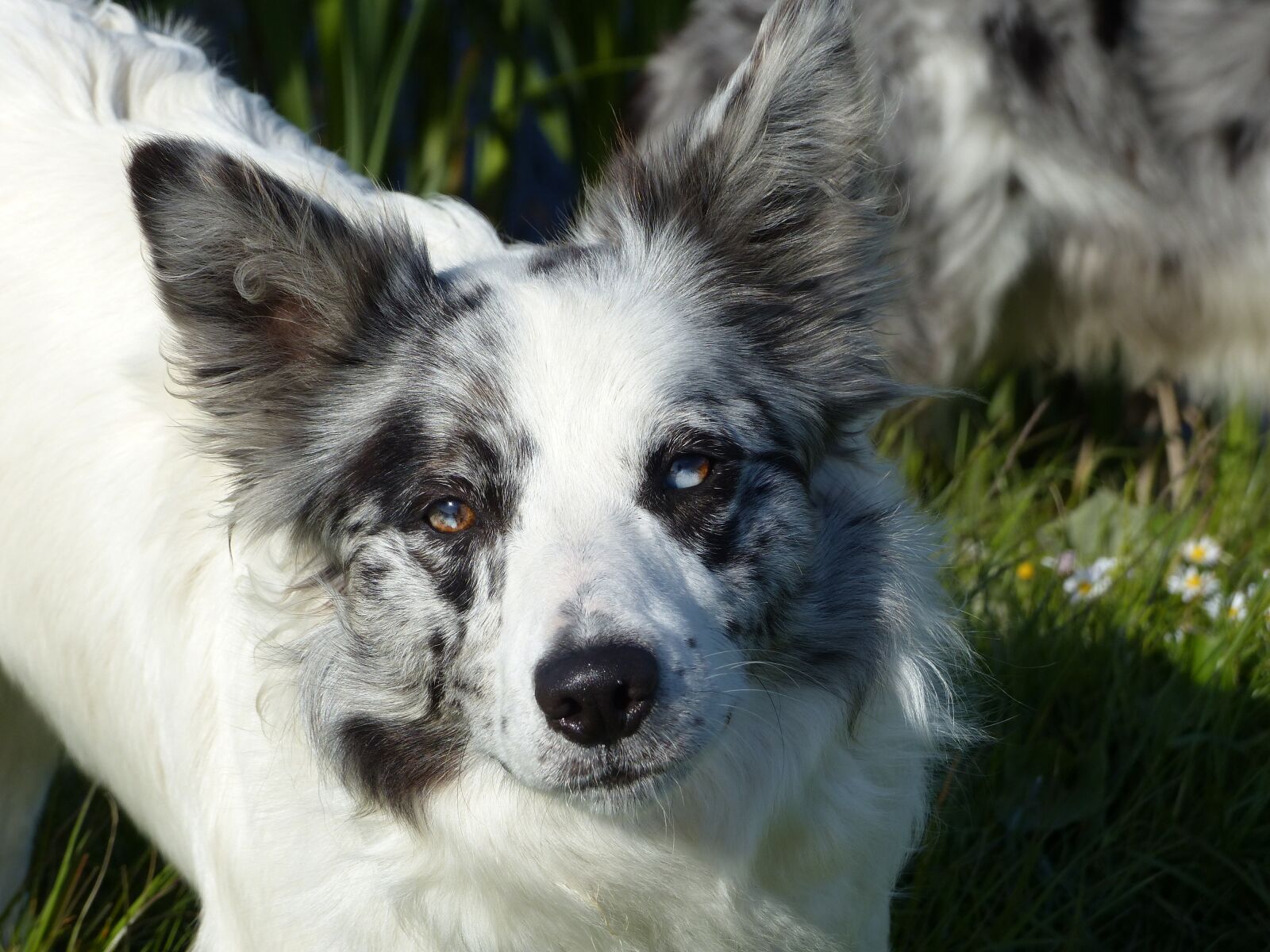 Panasonic Lumix DMC-FZ200 sample photo. Border collie, dog, dogs photography