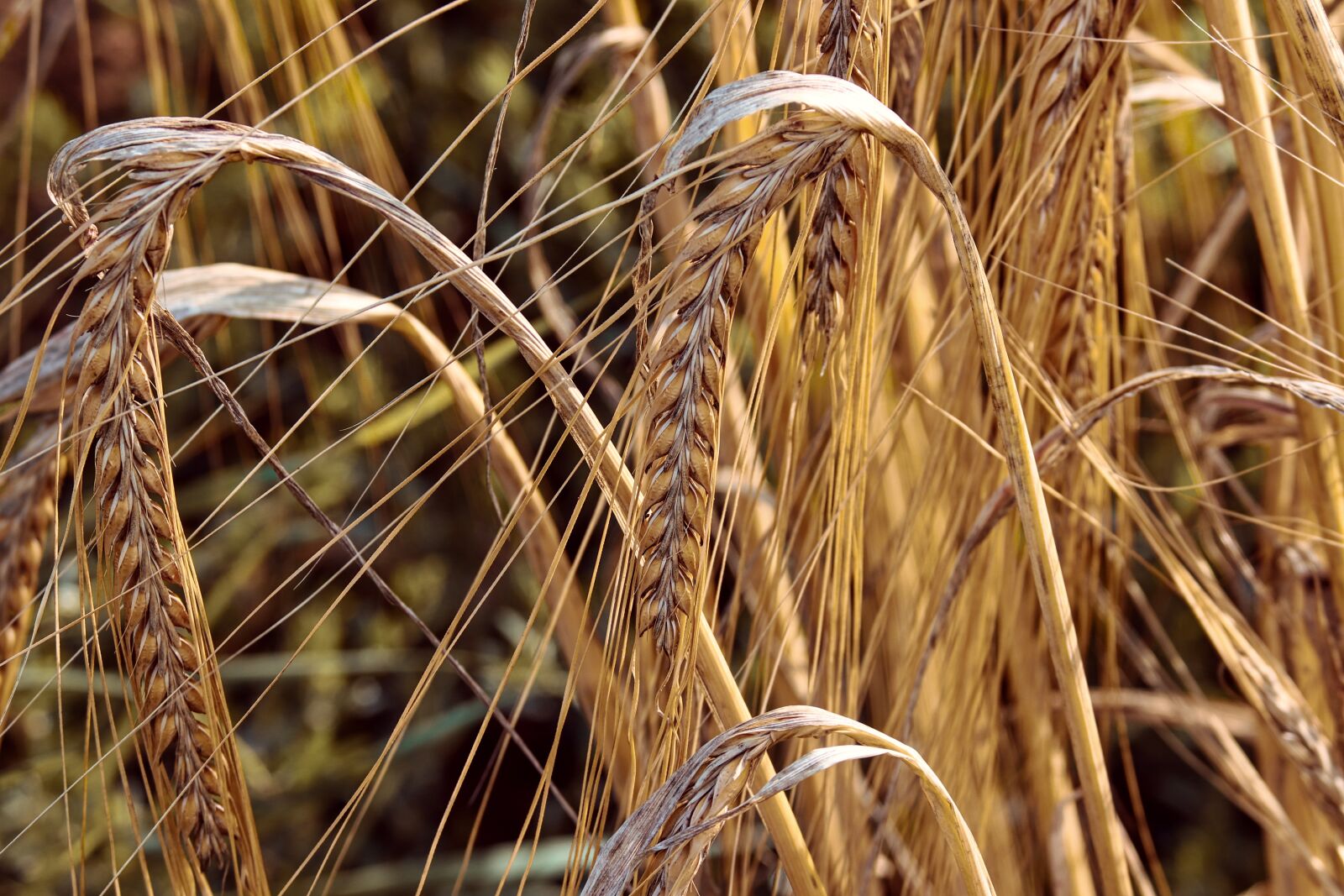 Canon EF-S 55-250mm F4-5.6 IS II sample photo. Wheat, spike, cereals photography