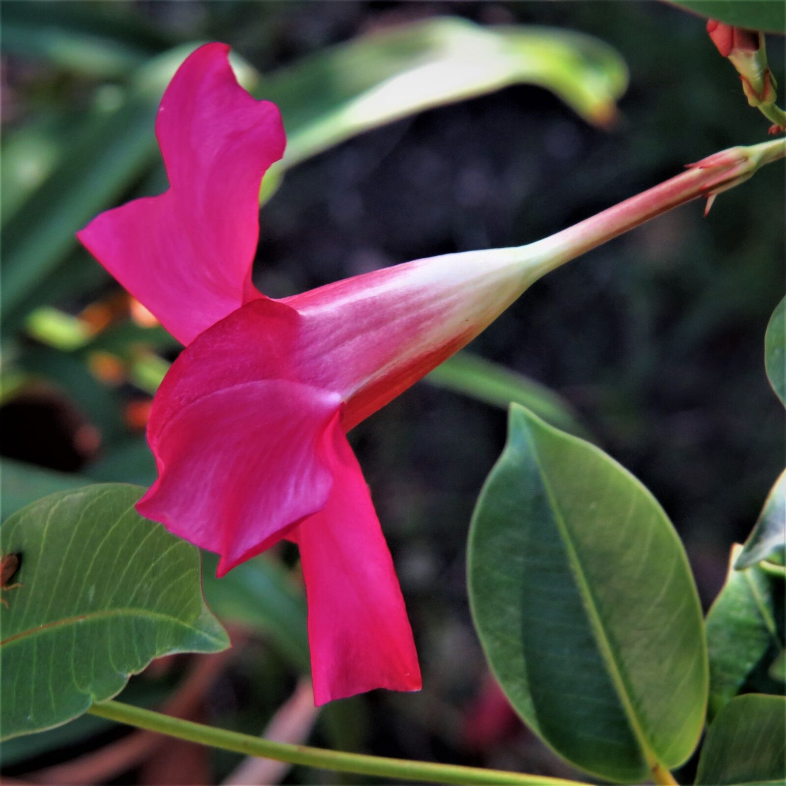 Canon PowerShot SX50 HS sample photo. Red flower, green vine photography