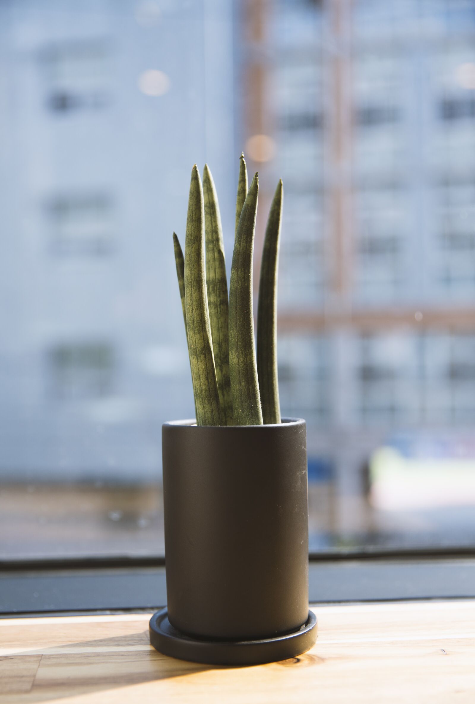 Canon EF 24-70mm F2.8L II USM sample photo. Cactus, plants, thorn photography