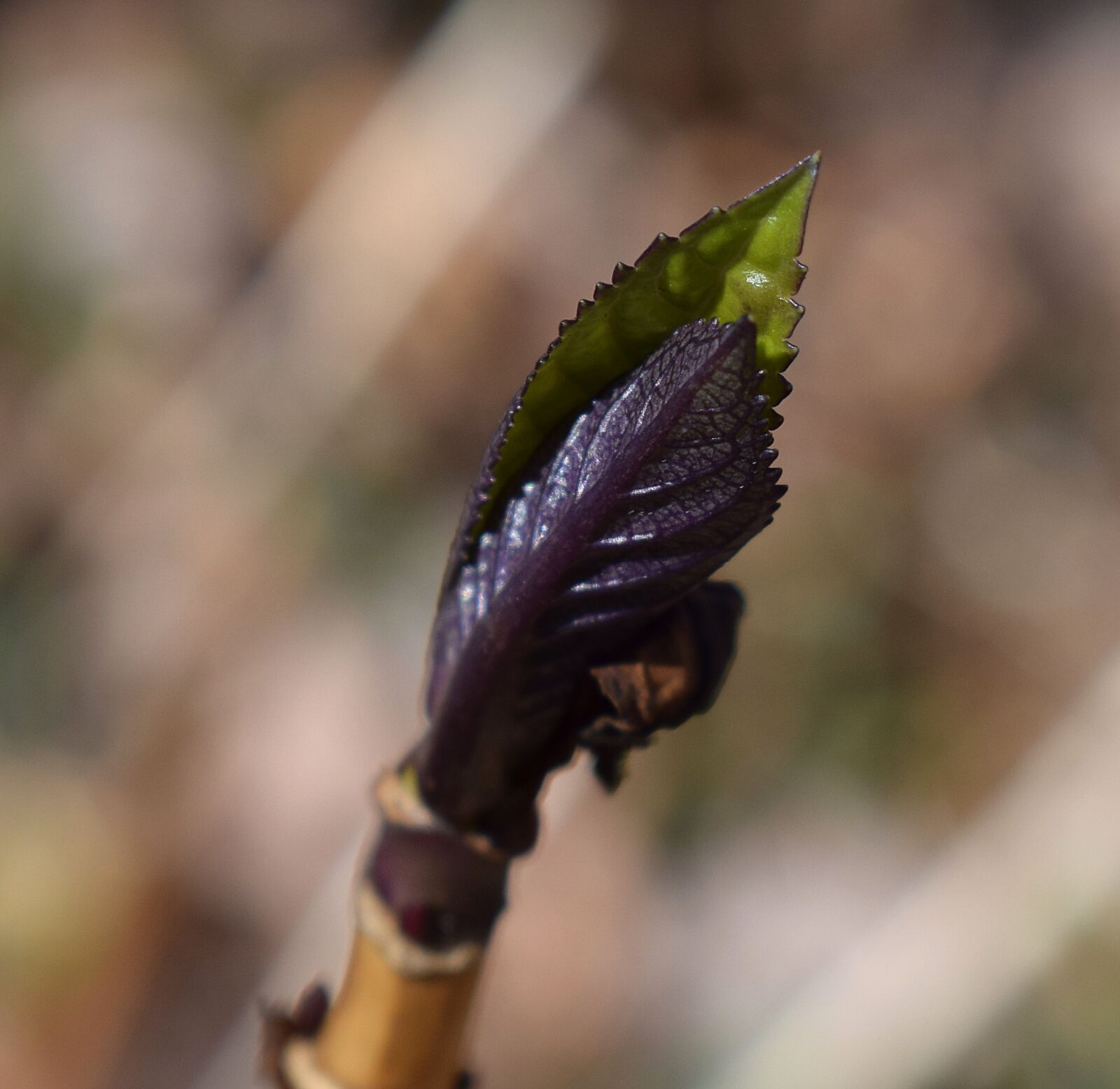 Nikon D3300 sample photo. New hydrangea leaves, leaves photography