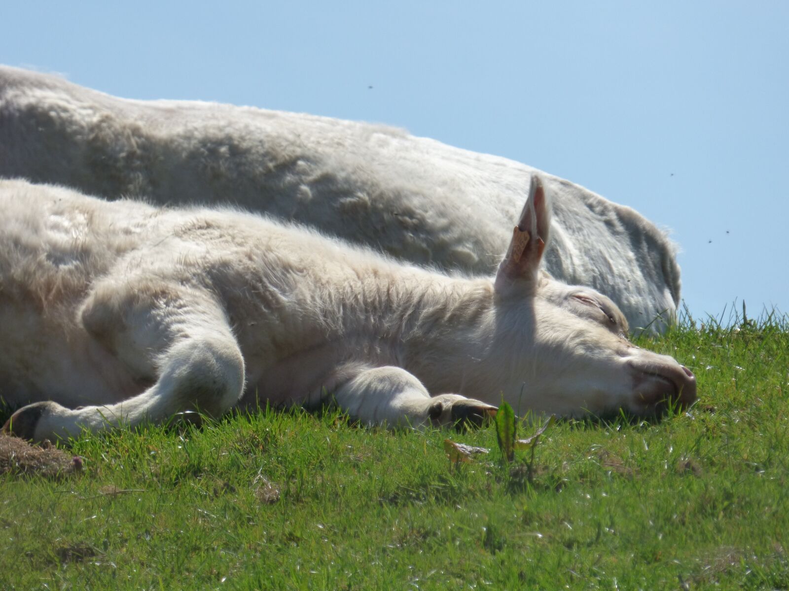 Panasonic DMC-FZ72 sample photo. Cow, calf, animals photography