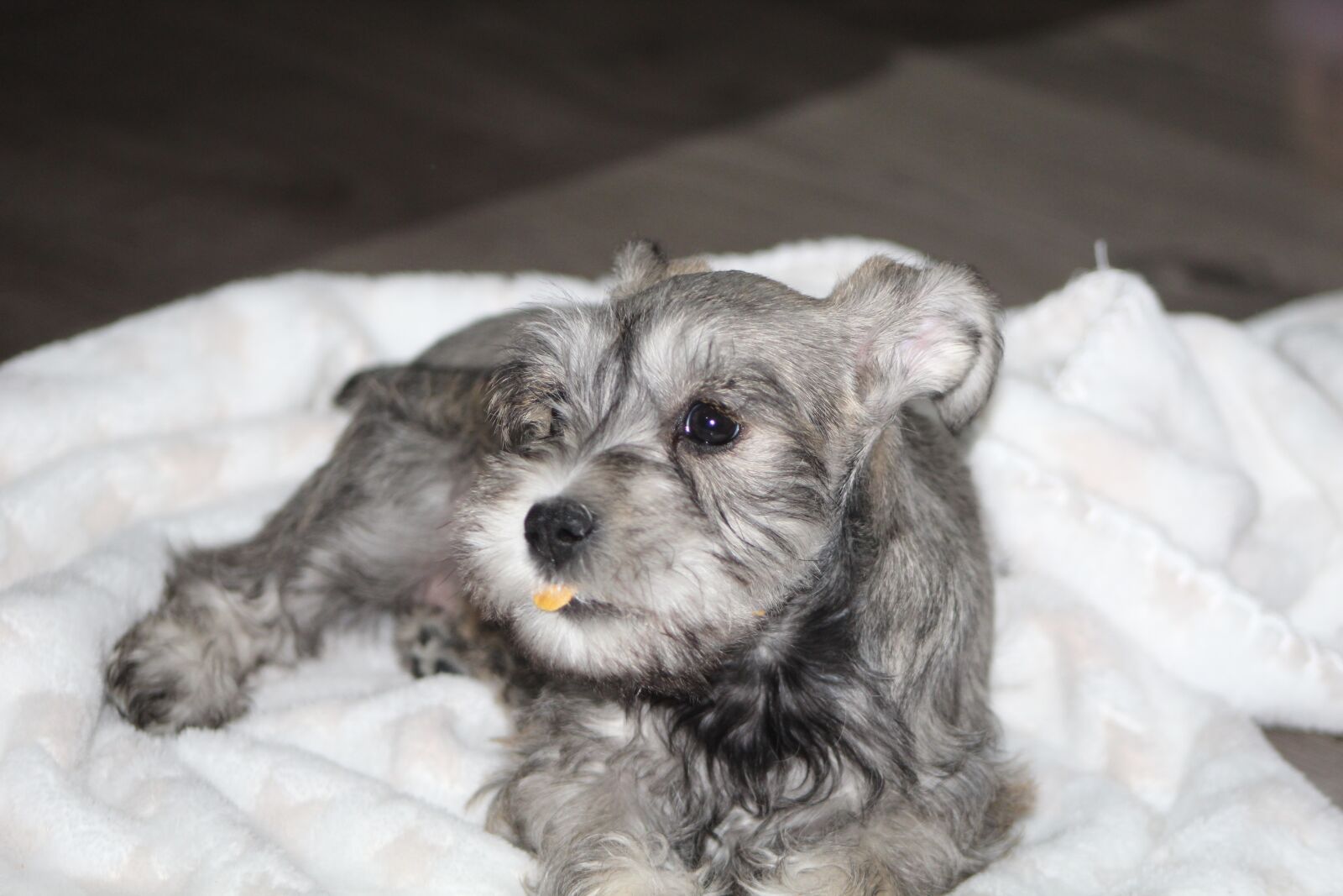 Canon EOS 1300D (EOS Rebel T6 / EOS Kiss X80) + EF75-300mm f/4-5.6 sample photo. Dog, schnauzer, toy photography