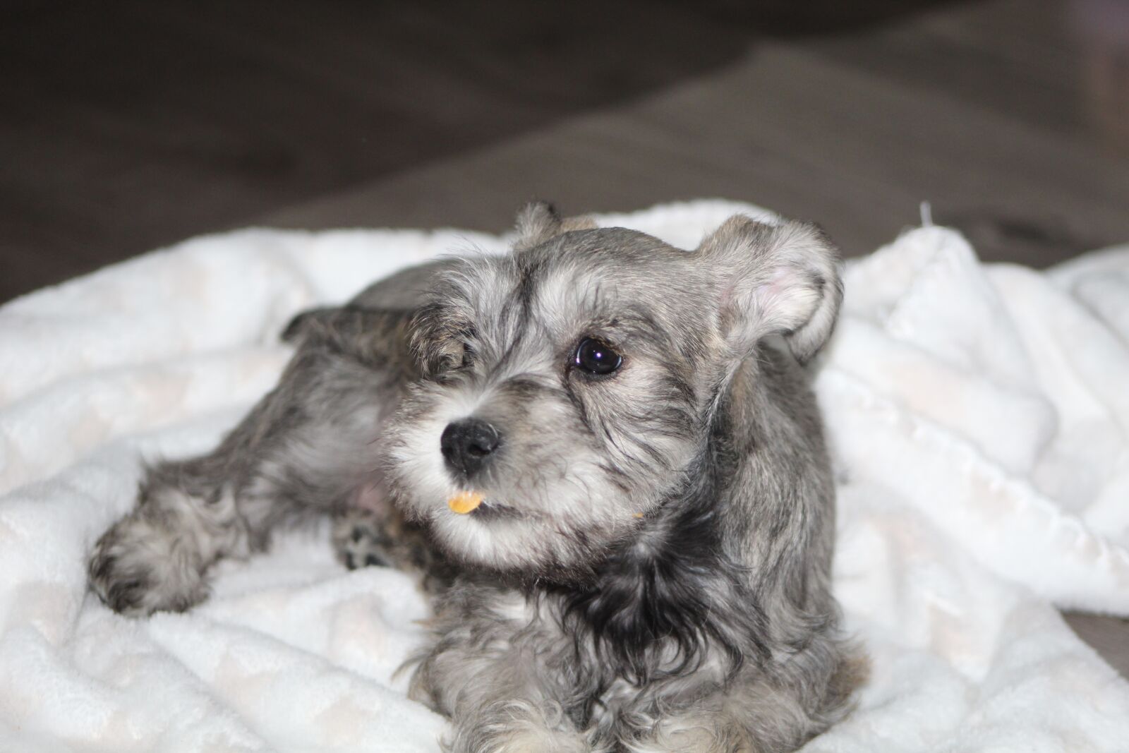 Canon EOS 1300D (EOS Rebel T6 / EOS Kiss X80) sample photo. Dog, schnauzer, toy photography