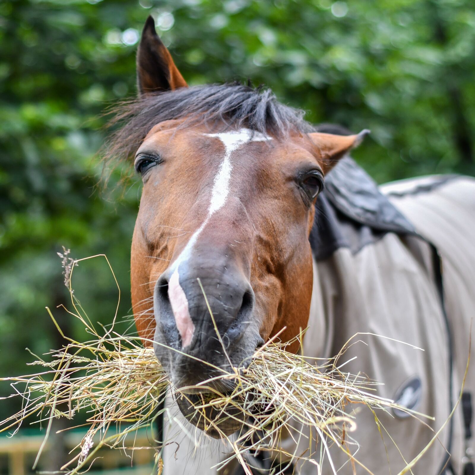 Nikon D500 sample photo. Horse, eat, funny photography
