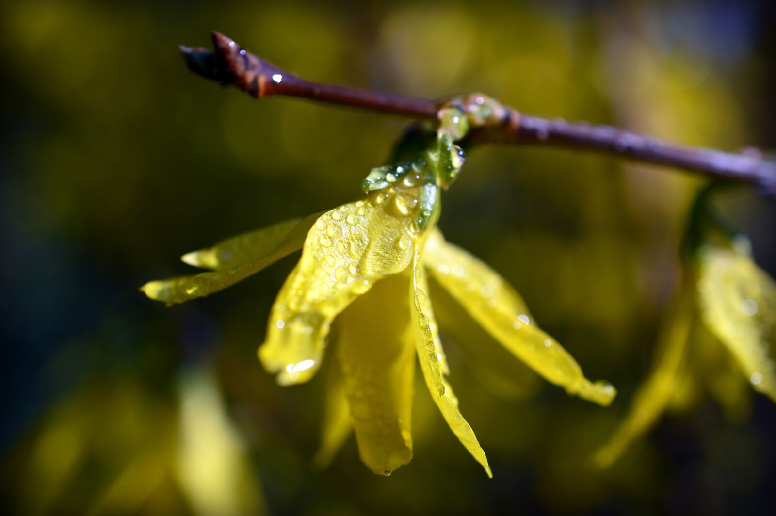 Nikon D3200 sample photo. Forsythia, gold lilac, golden photography