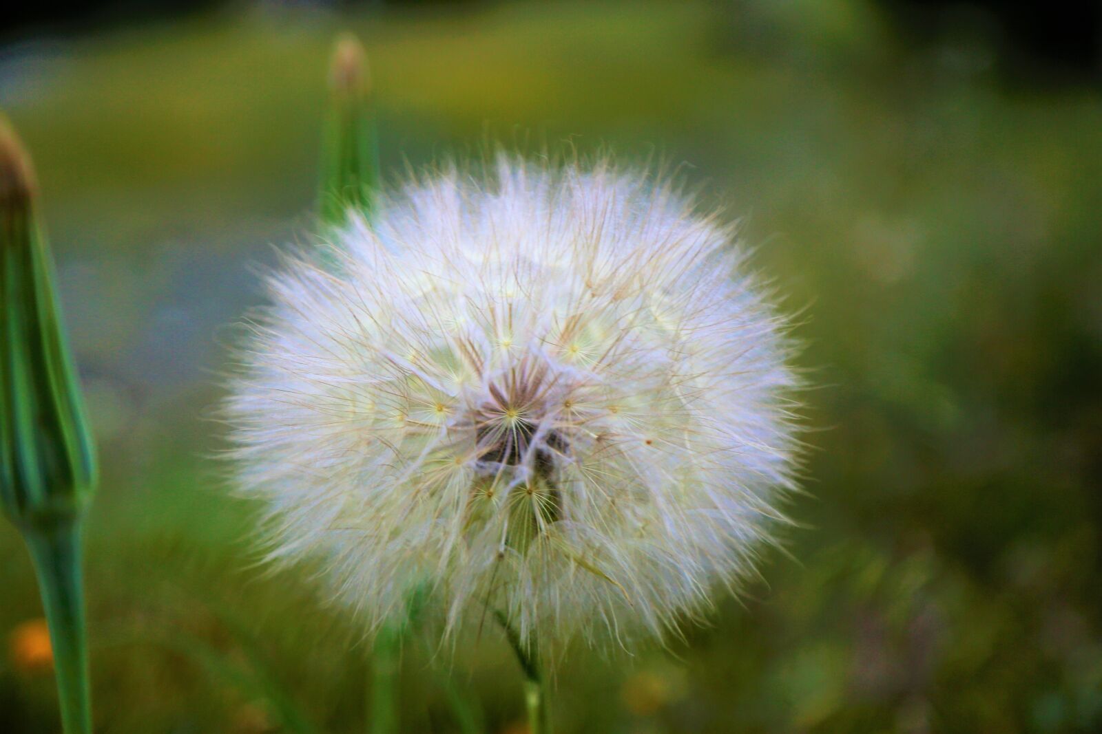 Canon EOS 5D Mark III sample photo. Hairy plant, plant, furry photography