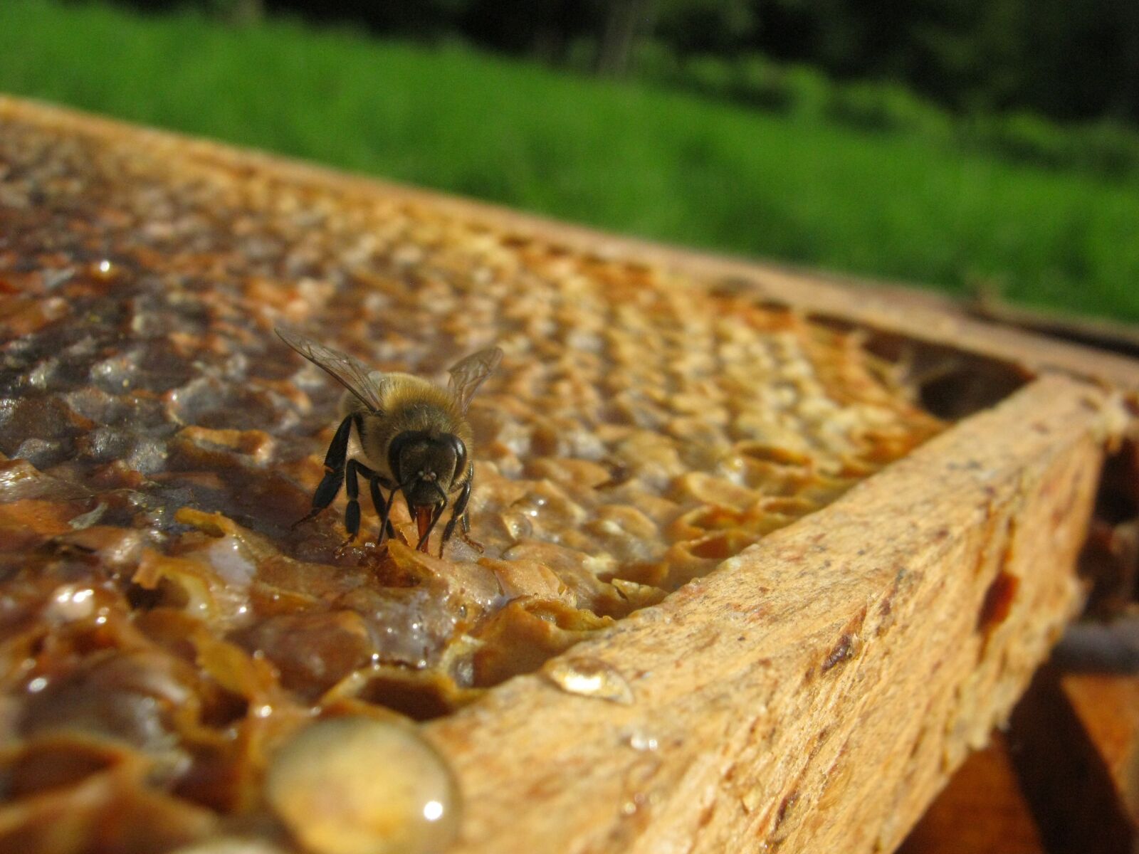 Canon PowerShot A490 sample photo. Bee, hive, wax photography