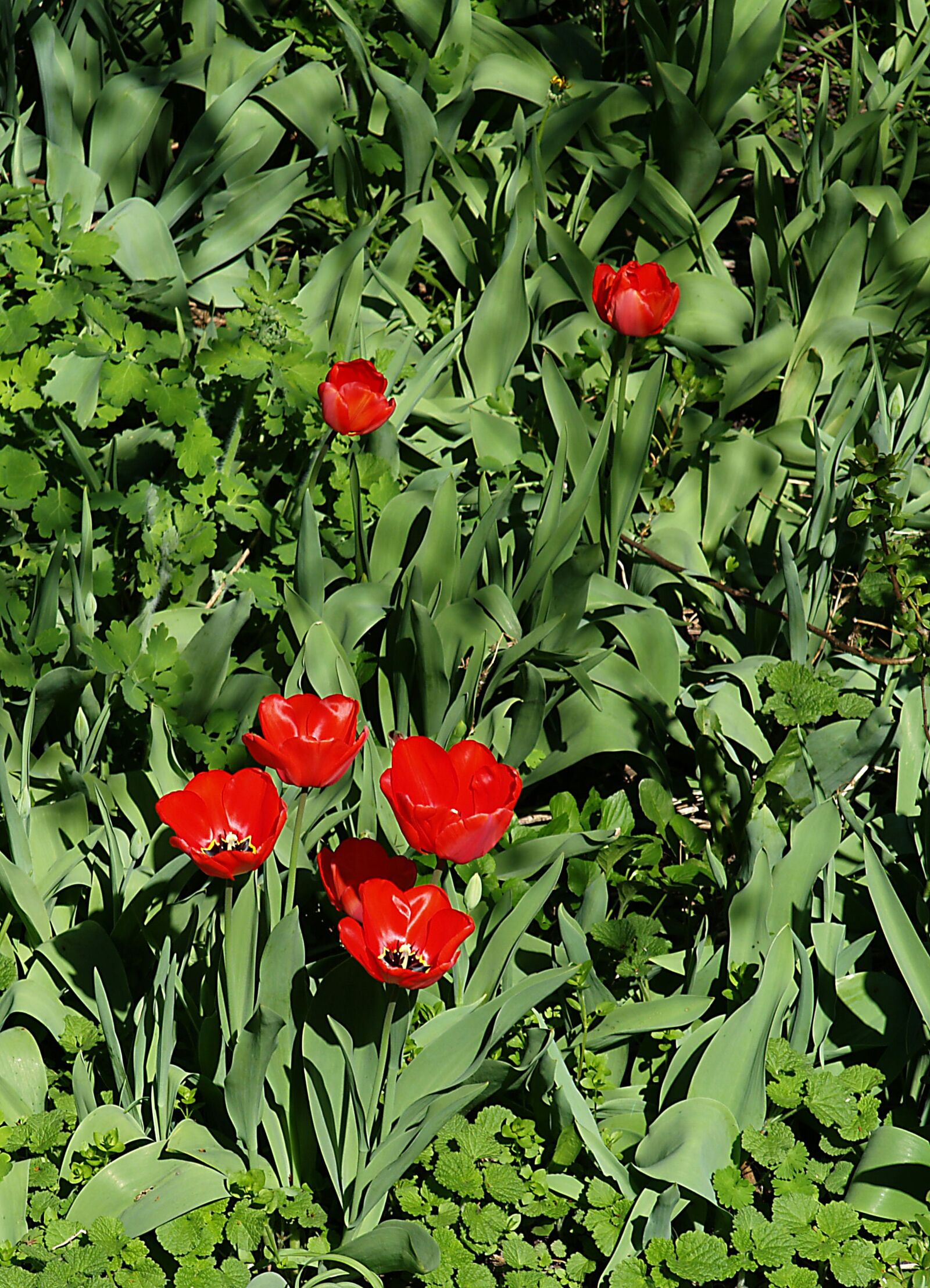 Olympus E-500 (EVOLT E-500) sample photo. Spring, garden, tulips photography