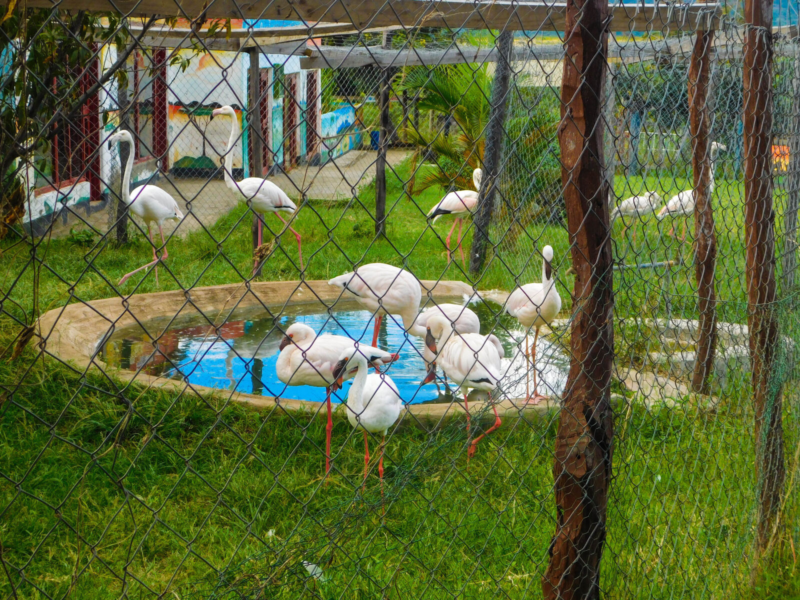Nikon Coolpix L840 sample photo. Animal, portrait, bird, house photography