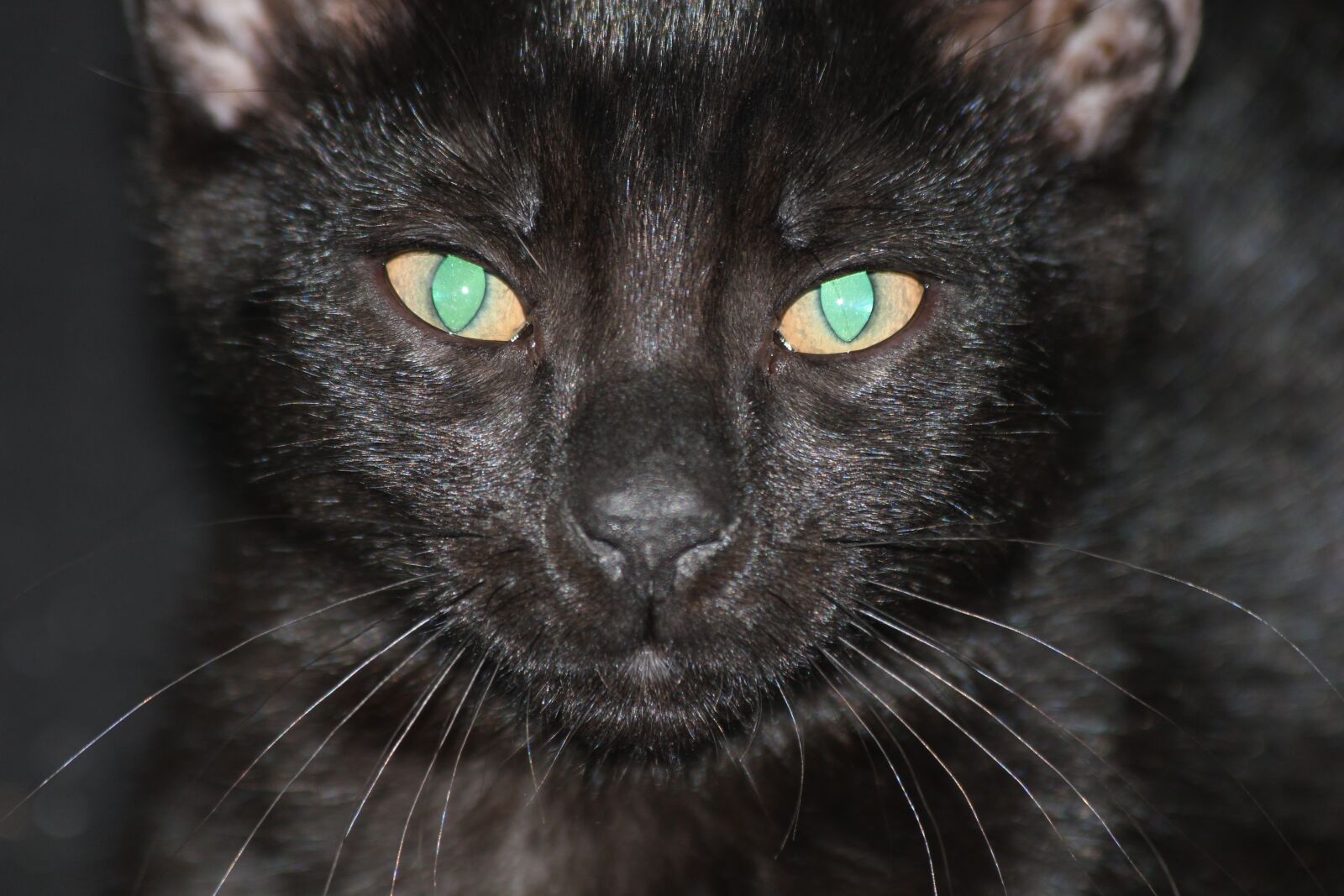 Canon EOS 550D (EOS Rebel T2i / EOS Kiss X4) sample photo. Cat, black, pet photography