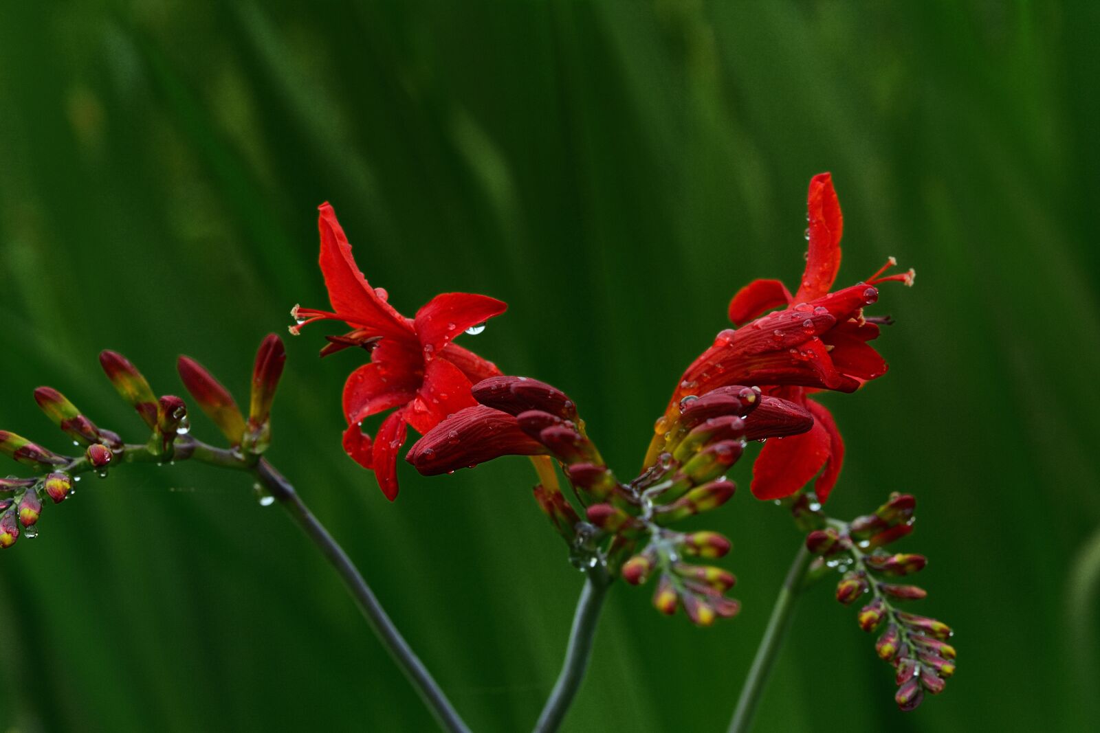 Nikon D5200 sample photo. Montbretia, flowers, red photography