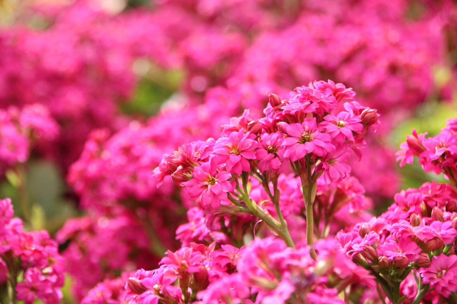 Canon EOS 70D sample photo. Flowers, flower, rosa photography