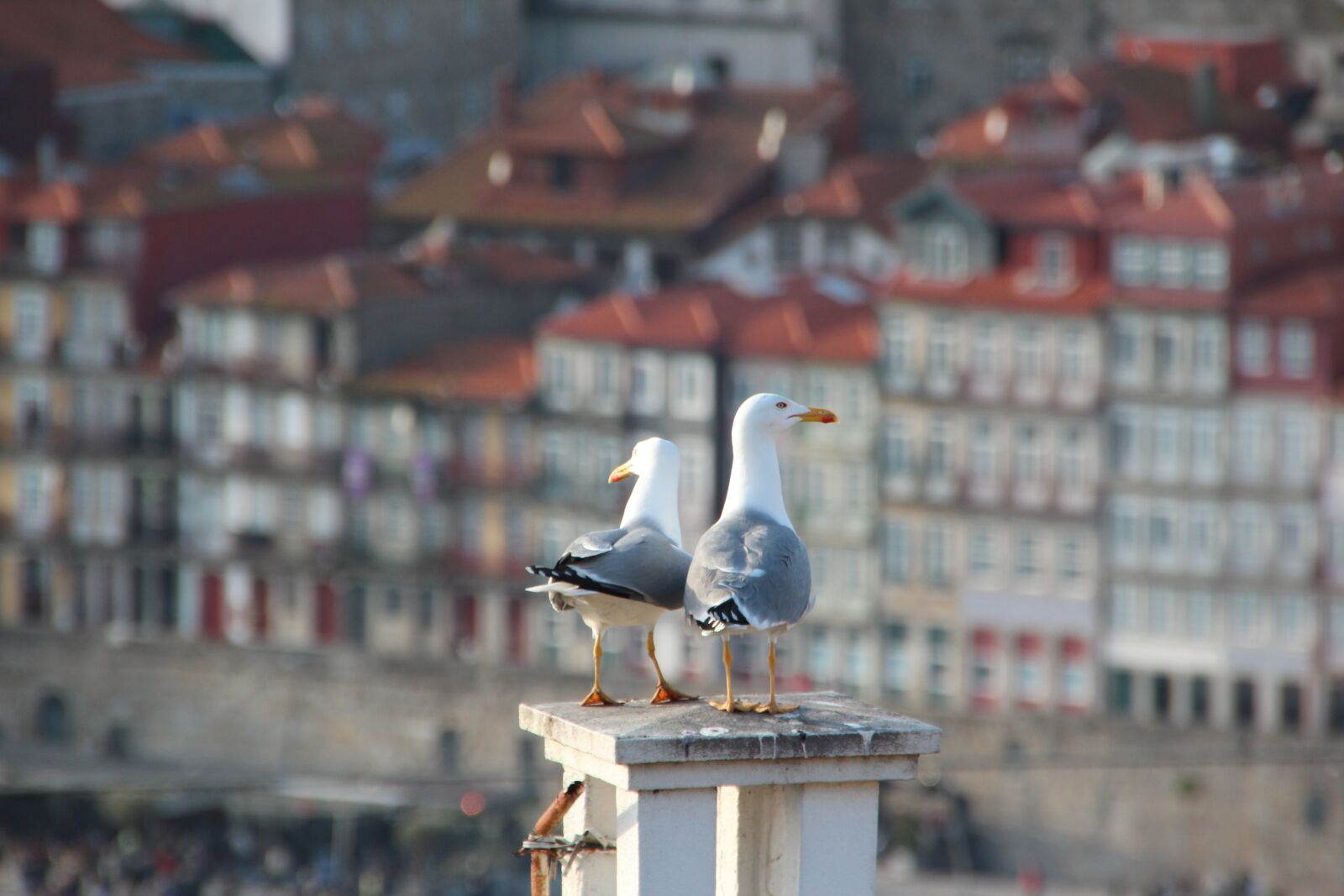 Canon EOS 600D (Rebel EOS T3i / EOS Kiss X5) sample photo. Gulls, roof, portugal photography