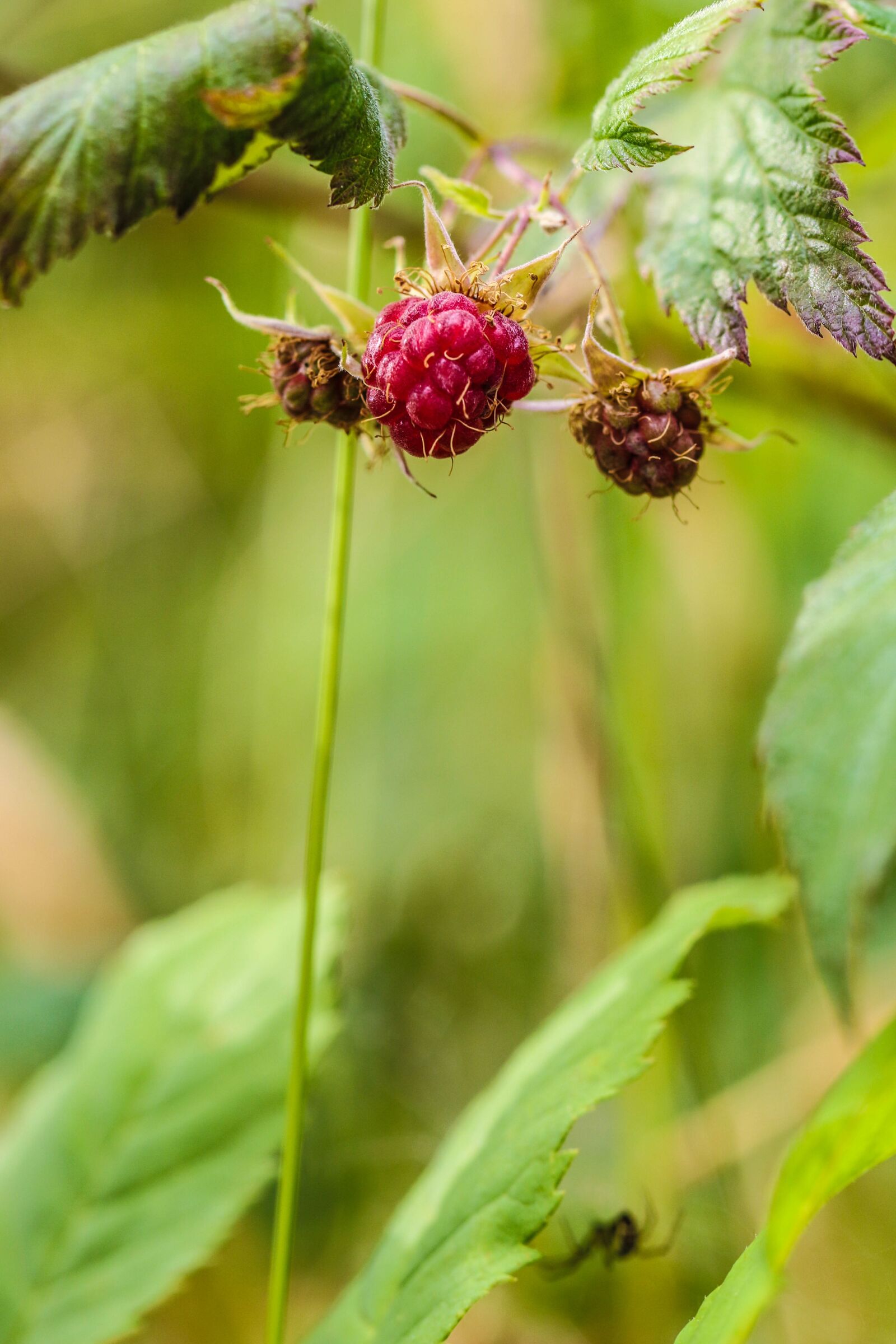 Canon EOS 7D Mark II sample photo. Wild berry, berry, nature photography