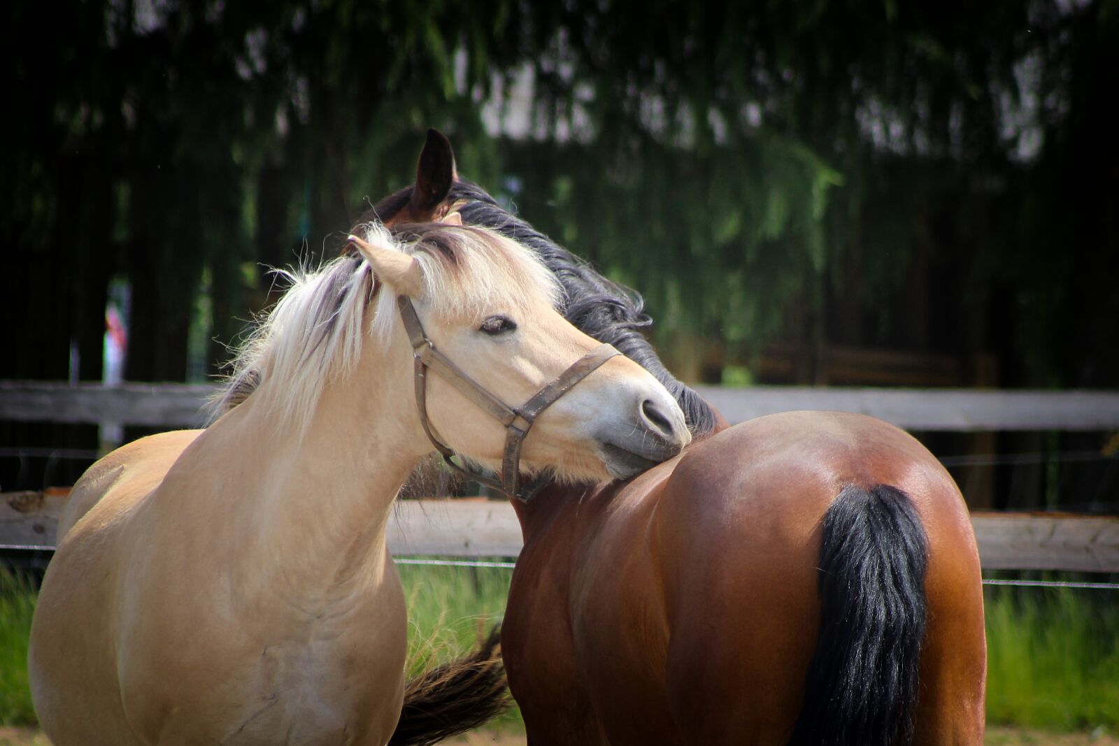 Canon EOS 600D (Rebel EOS T3i / EOS Kiss X5) sample photo. Horses, horse head, love photography
