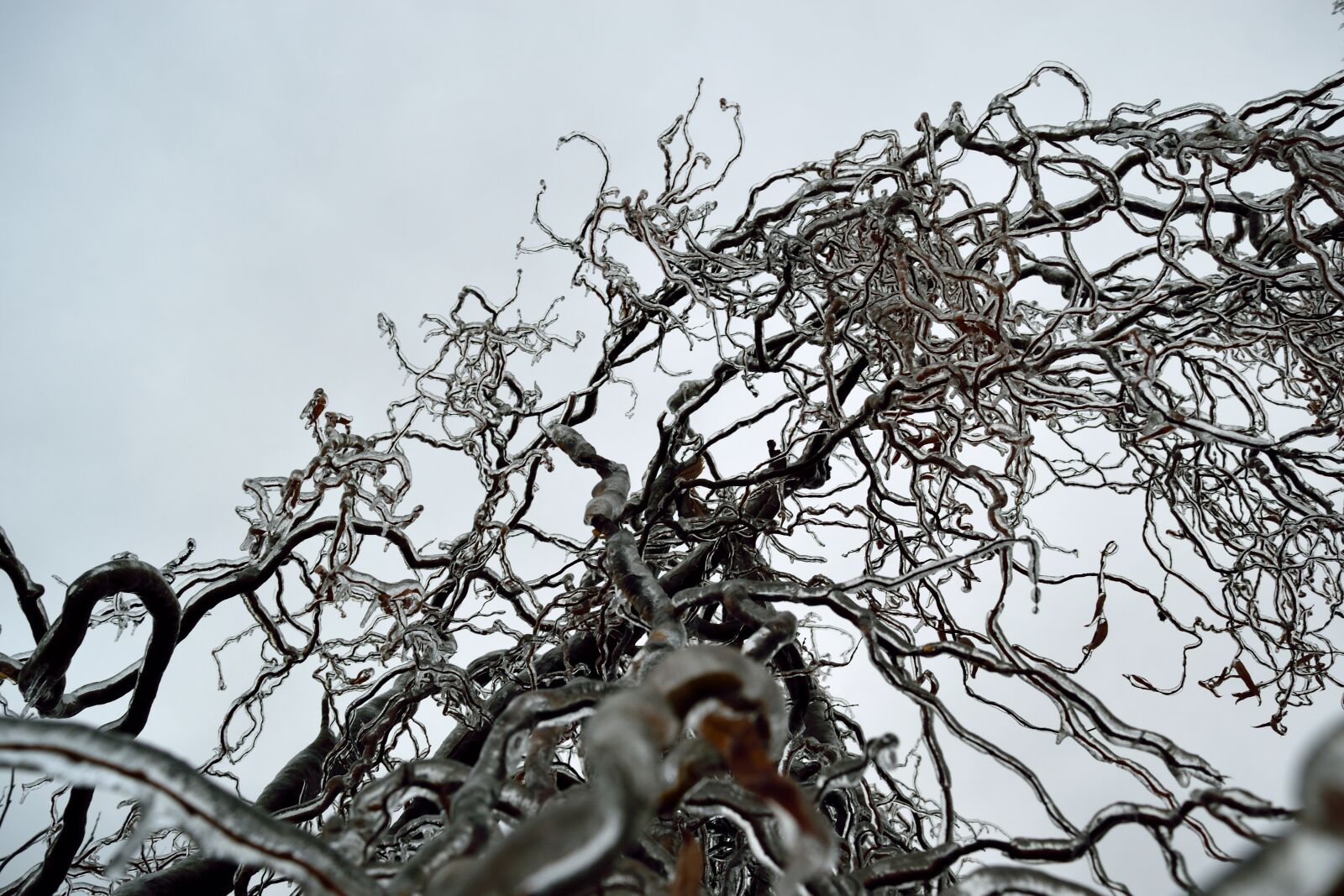 Nikon D5300 sample photo. Tree, the branches of photography