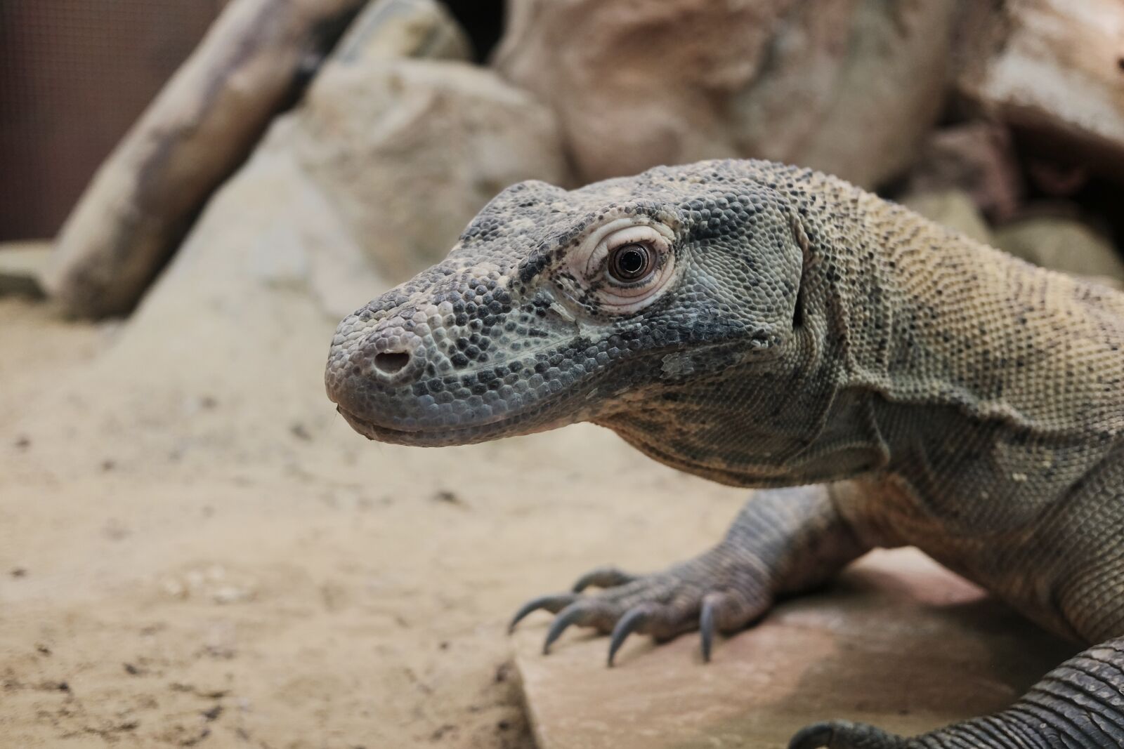Fujifilm X70 sample photo. Monitor lizard, lizard, reptile photography