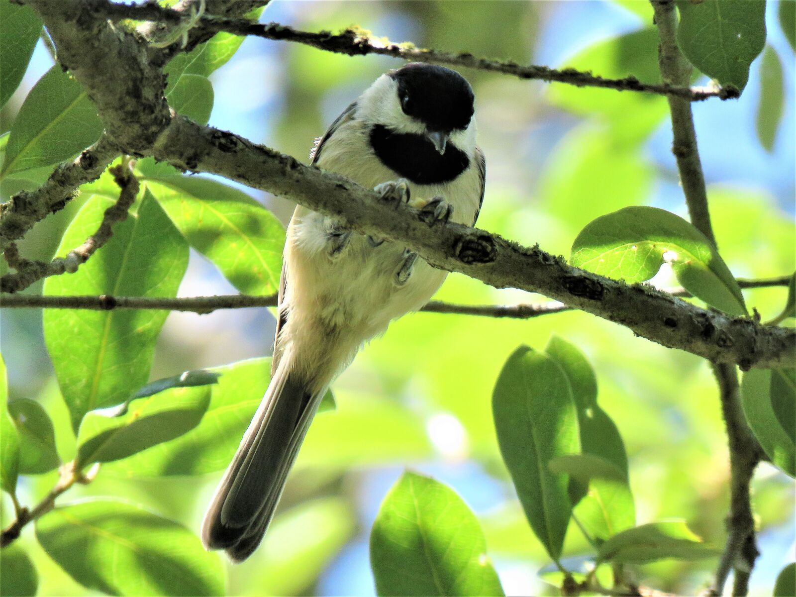 Canon PowerShot SX60 HS sample photo. Bird, tiny, chickadee photography