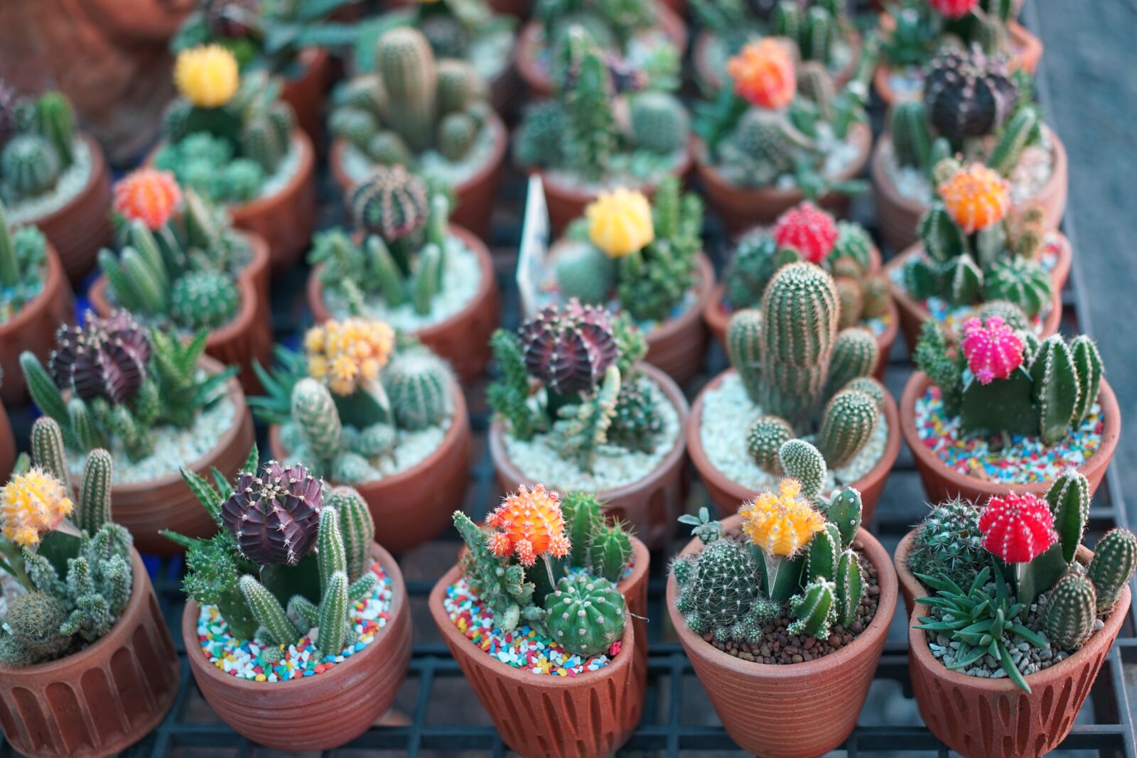 Sony Sonnar T* FE 55mm F1.8 ZA sample photo. Cactus, thailand, suan pa-in photography