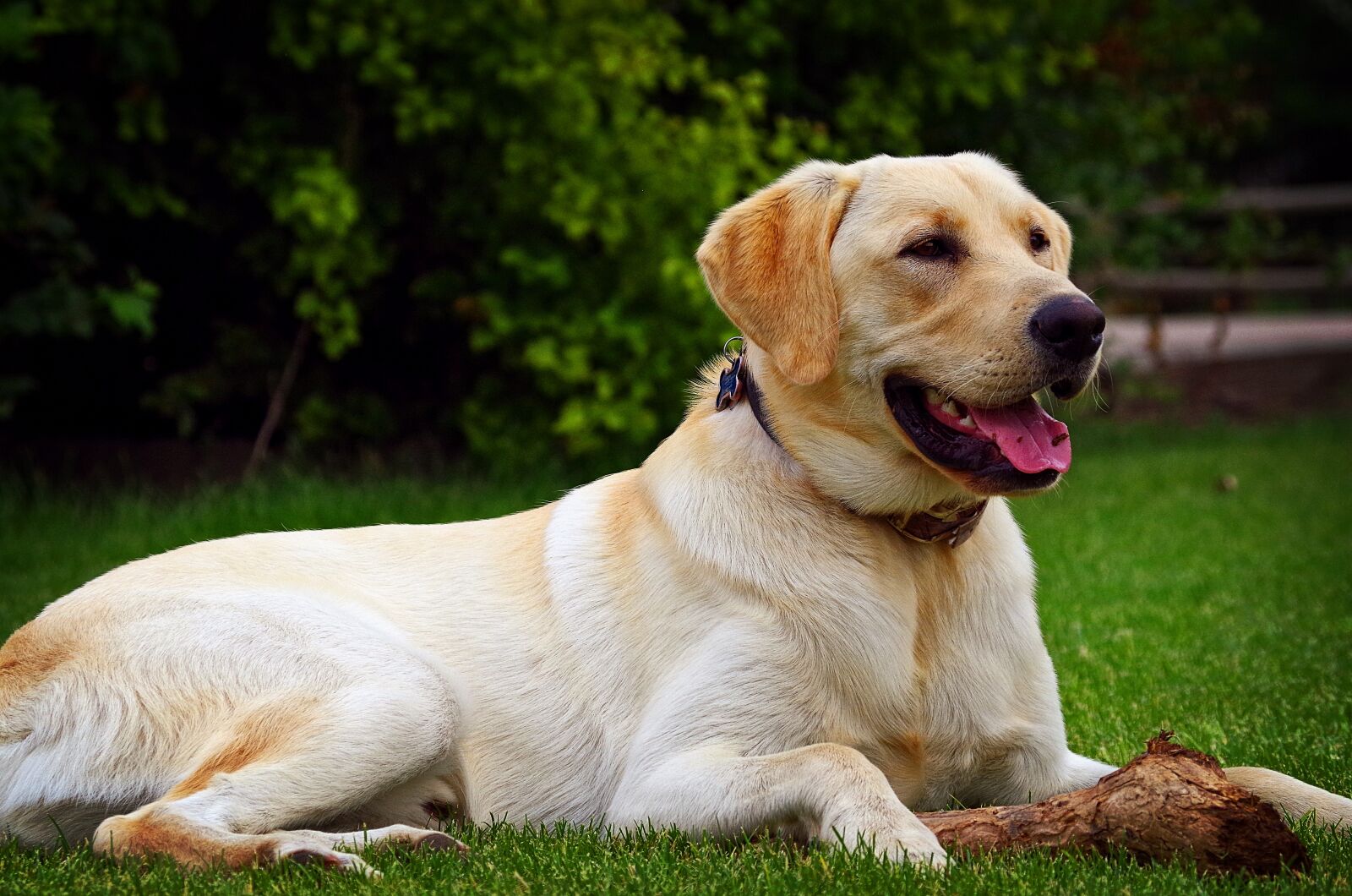 Pentax K-50 sample photo. Yellow lab, yellow labrador photography