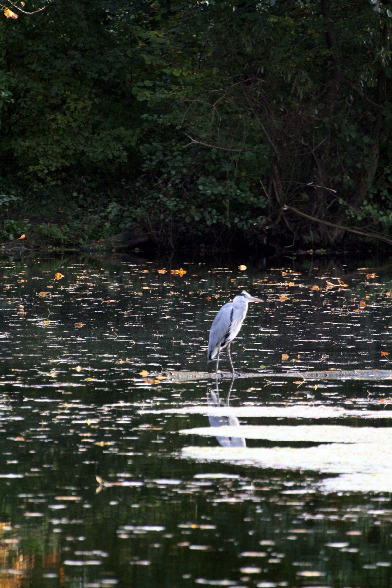 Canon EOS 1000D (EOS Digital Rebel XS / EOS Kiss F) sample photo. Autumn, bird, evening photography