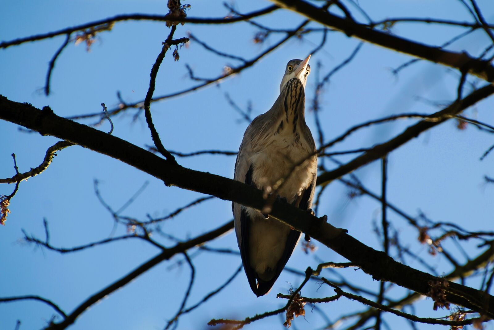 Nikon D80 sample photo. Heron, grey heron, bird photography