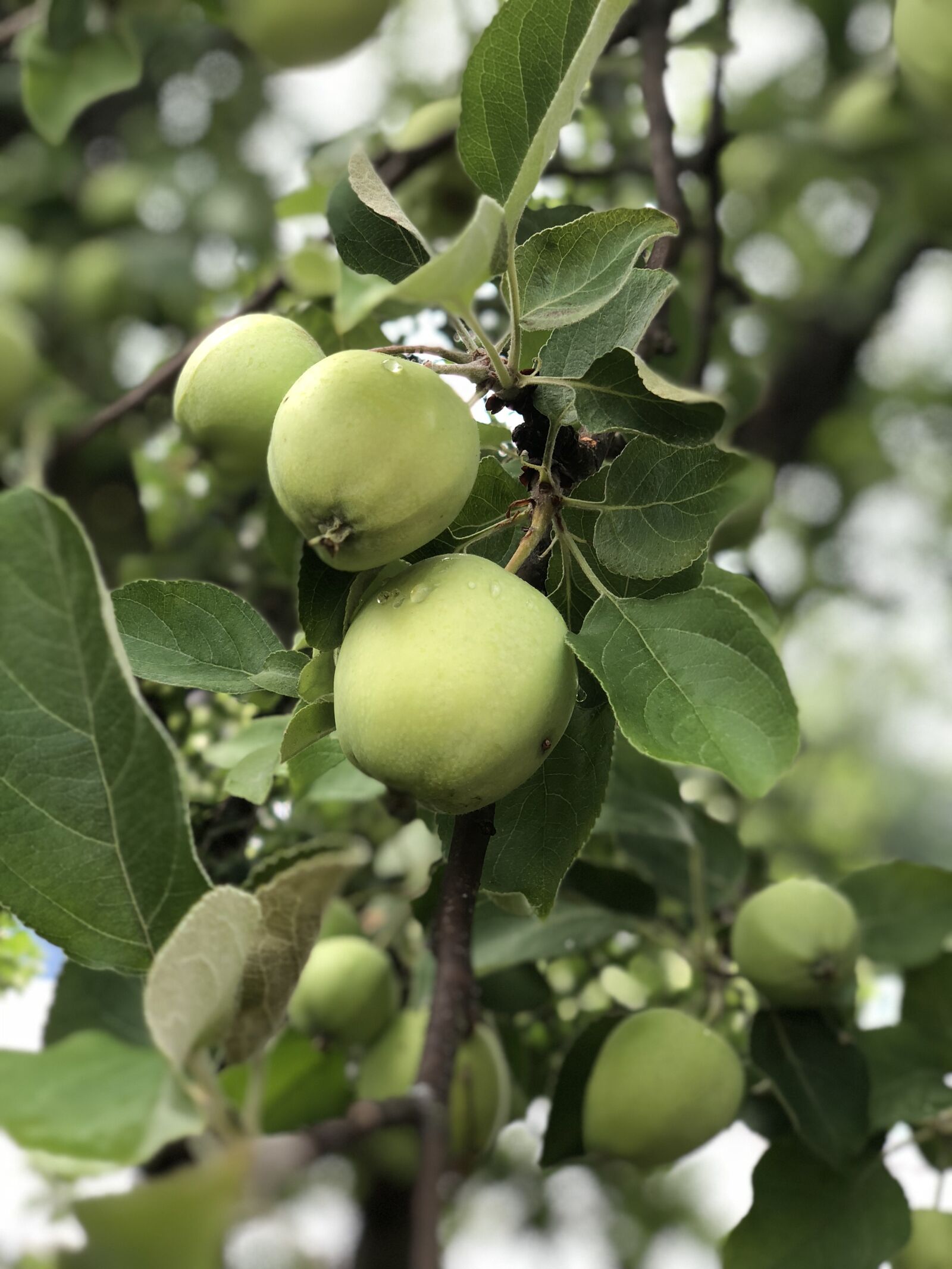 iPhone X back dual camera 6mm f/2.4 sample photo. Apple, fruits, vitamins photography