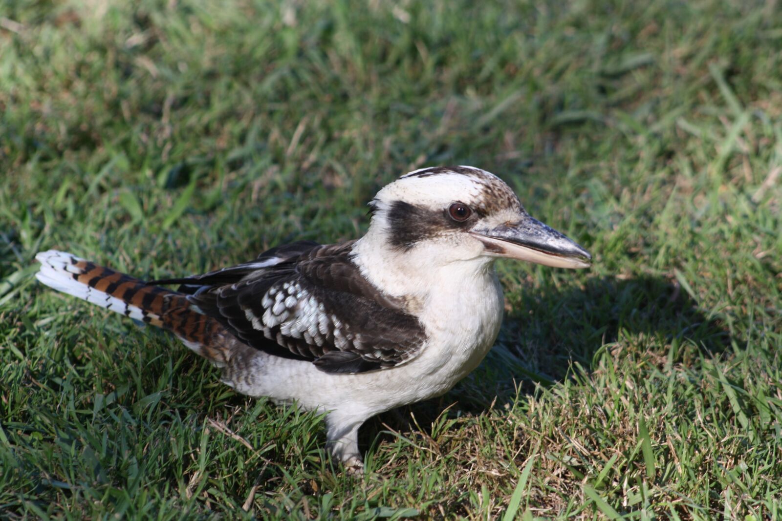 Canon EOS 1000D (EOS Digital Rebel XS / EOS Kiss F) sample photo. Kookaburra, bird, australia photography