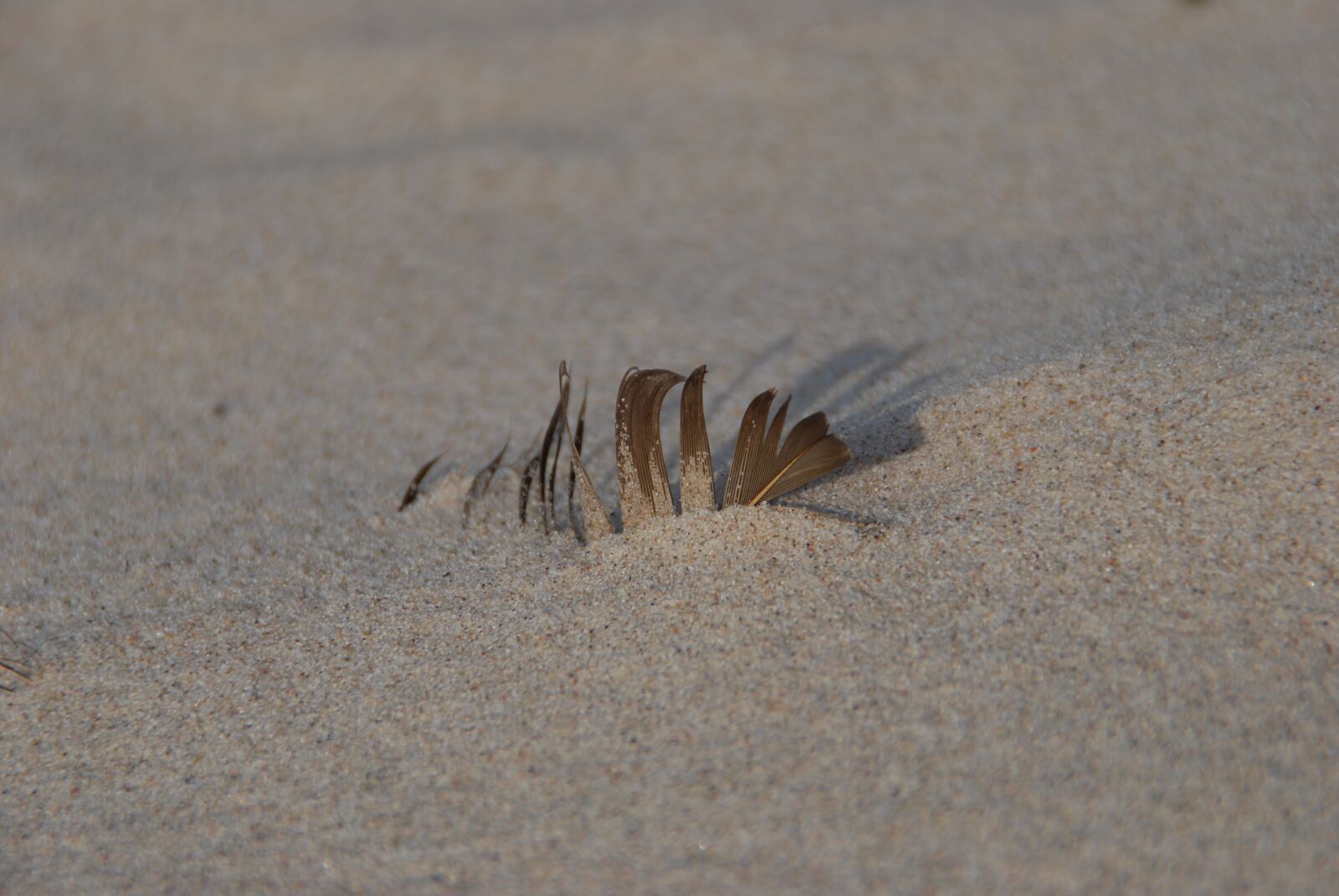 Nikon D60 sample photo. Beach, sand, feather photography