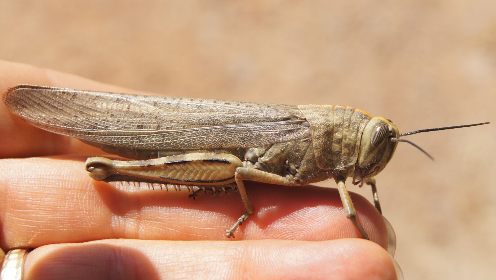 Sony SLT-A55 (SLT-A55V) sample photo. Grille, grasshopper, insect photography