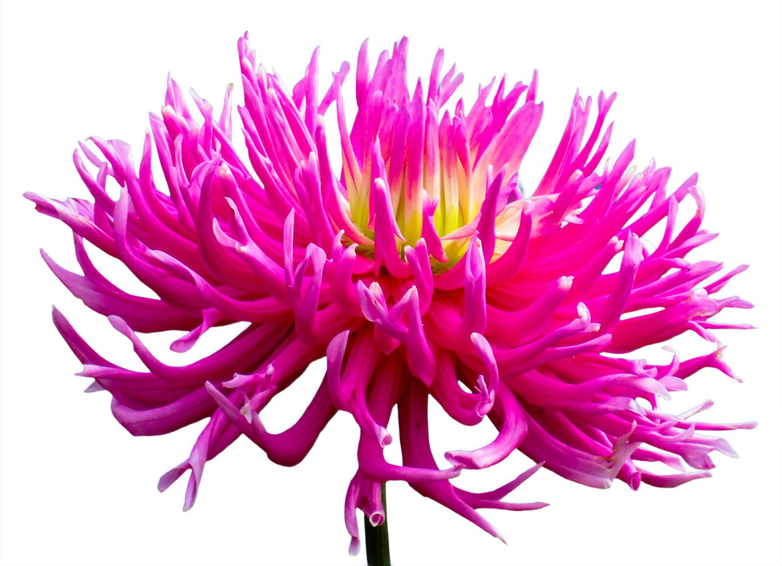 Canon PowerShot SX710 HS sample photo. Splendor, dahlia, pink photography