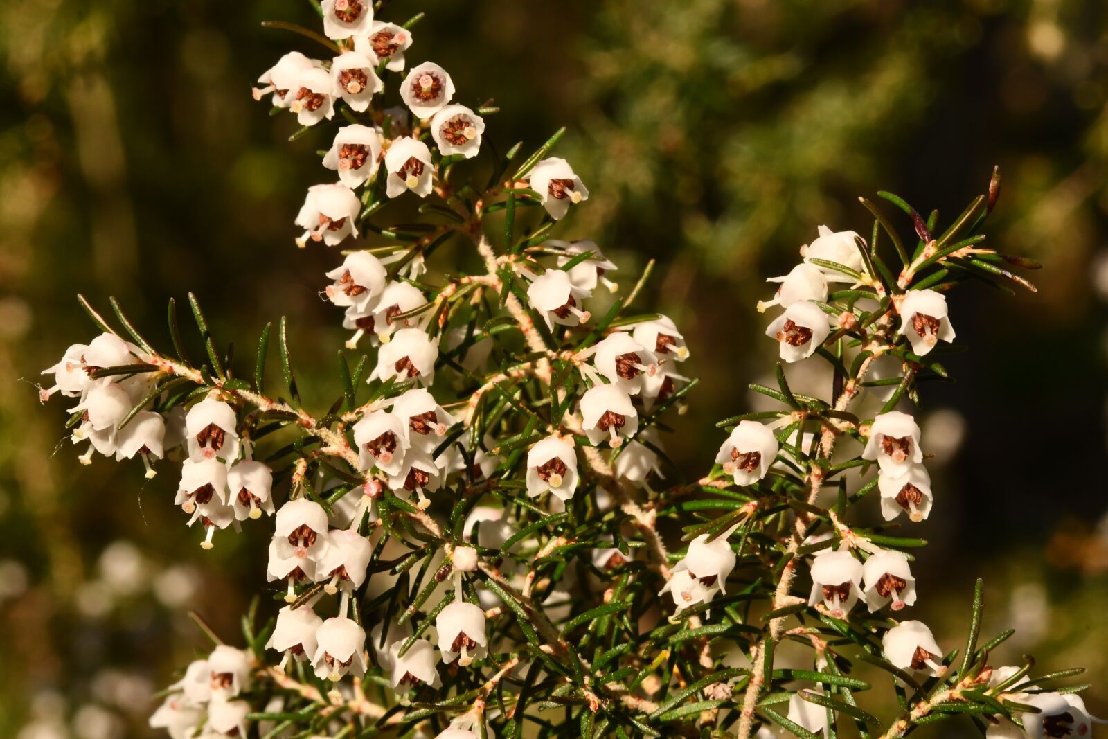 Nikon D7500 sample photo. Heather, plant, forest photography