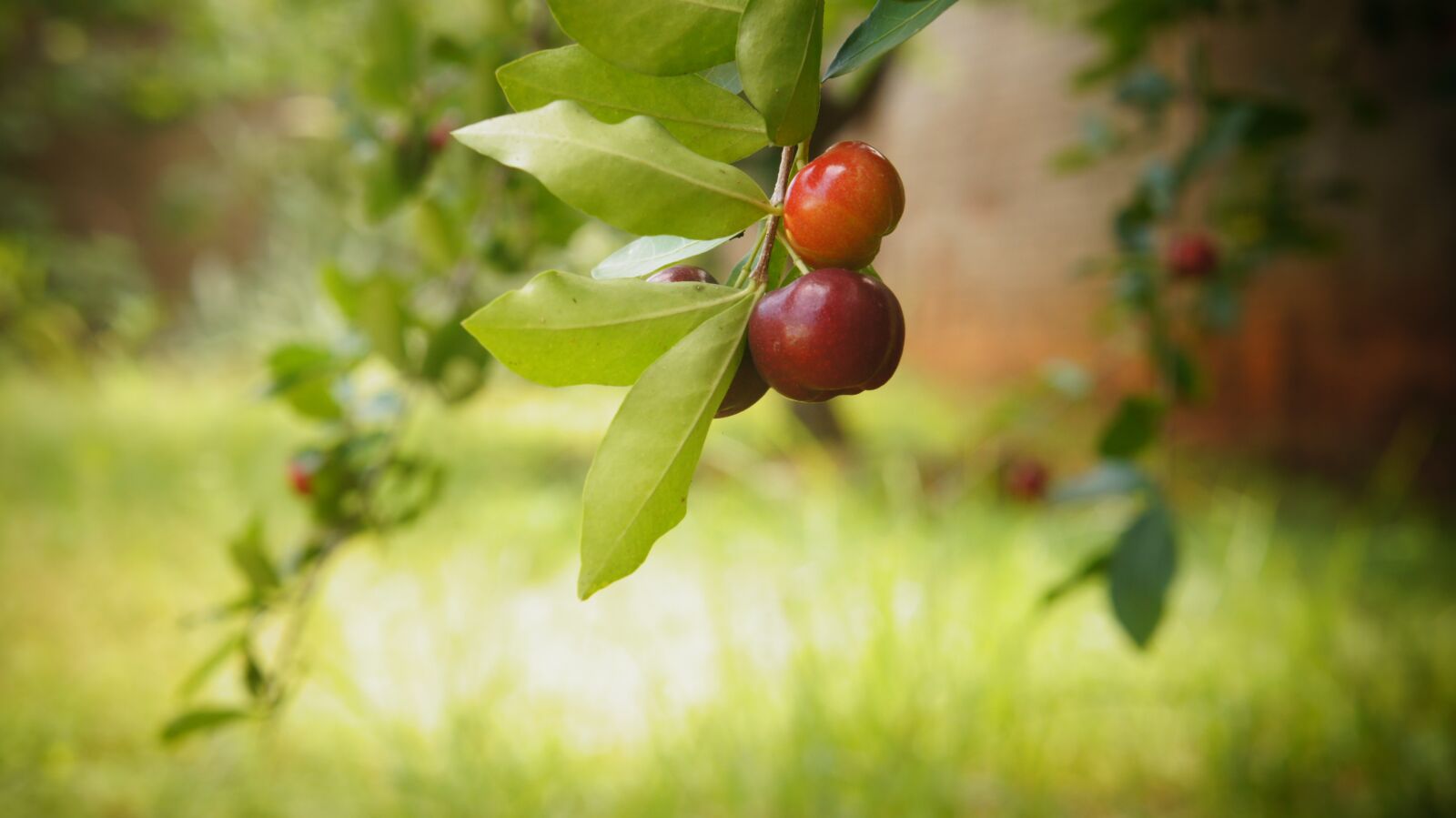 Sony Alpha NEX-C3 + Sony E 18-55mm F3.5-5.6 OSS sample photo. Acerola, vitamin, fruit photography