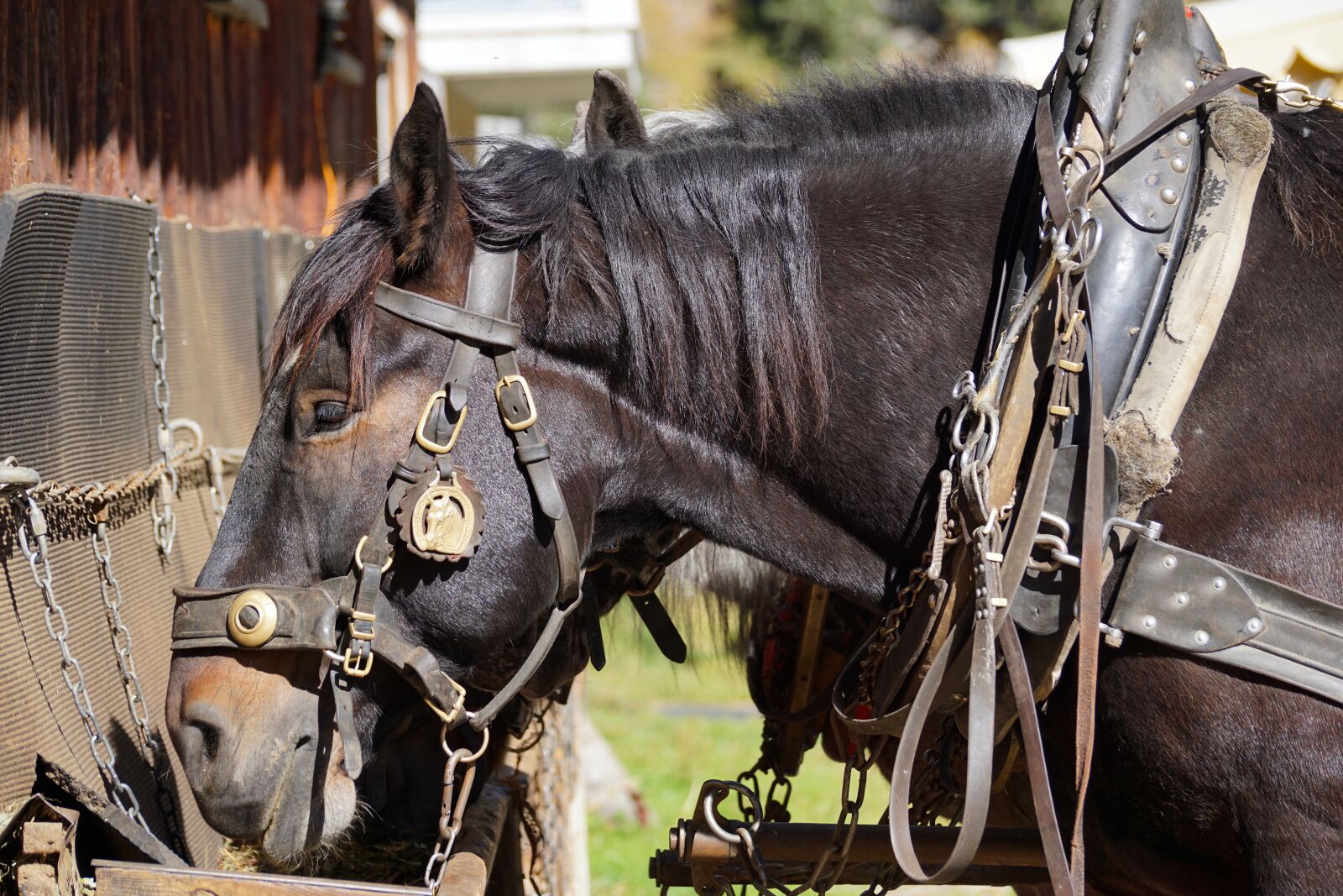 Sony DT 55-300mm F4.5-5.6 SAM sample photo. Horses, eat, coupling photography