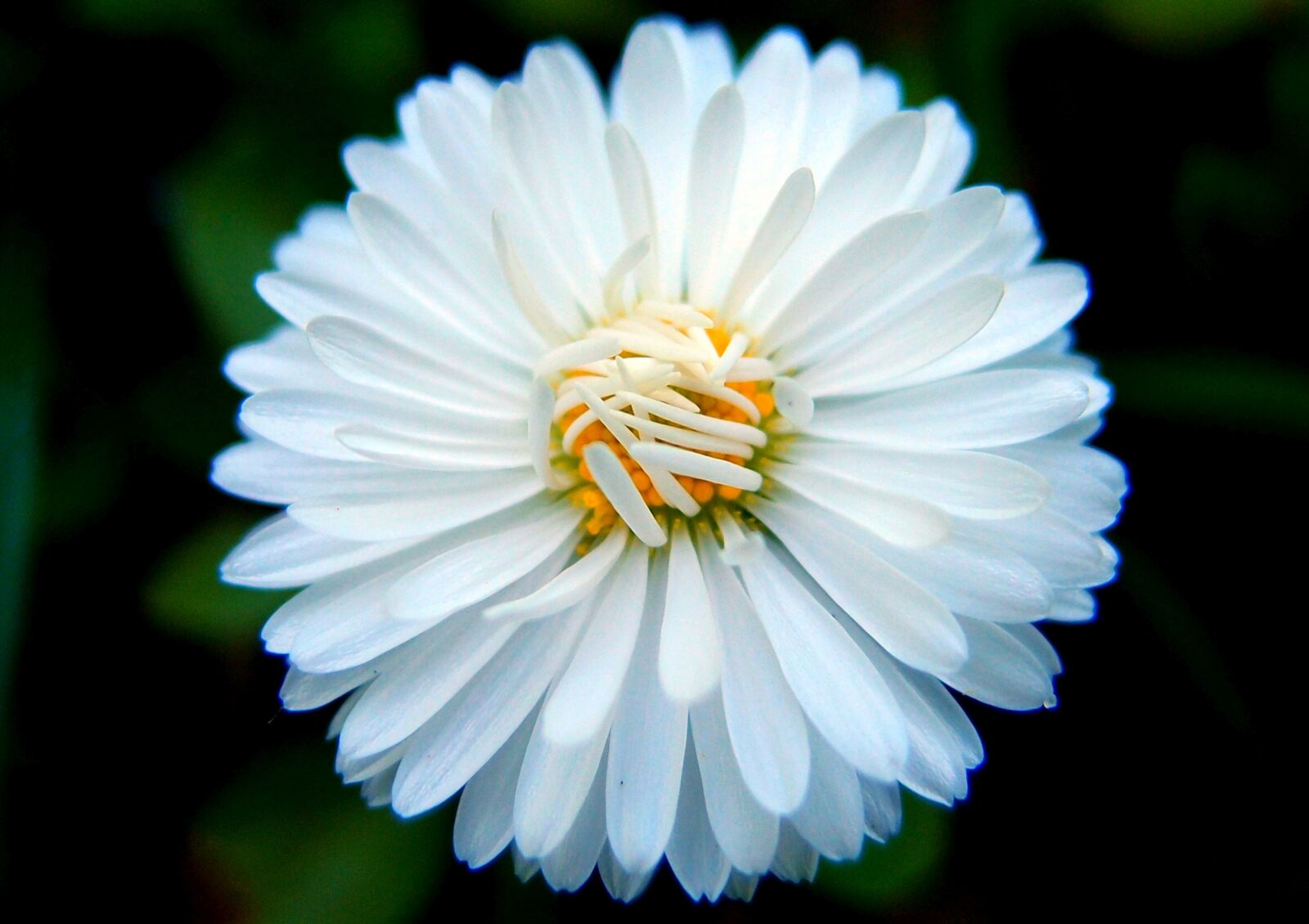 Olympus XZ-1 sample photo. Daisy, white, spring photography
