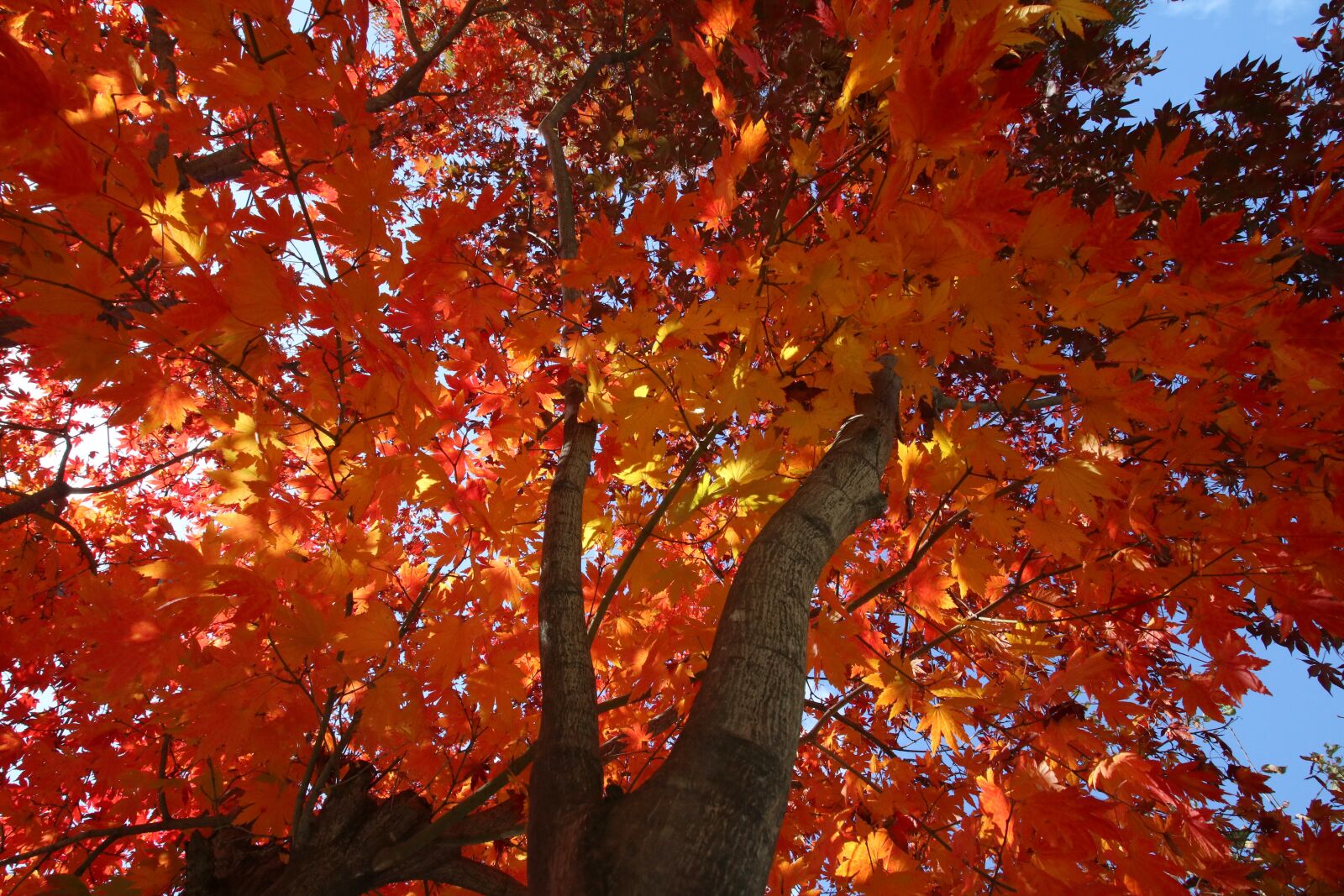 Canon EOS 750D (EOS Rebel T6i / EOS Kiss X8i) sample photo. Autumn leaves, maple, the photography