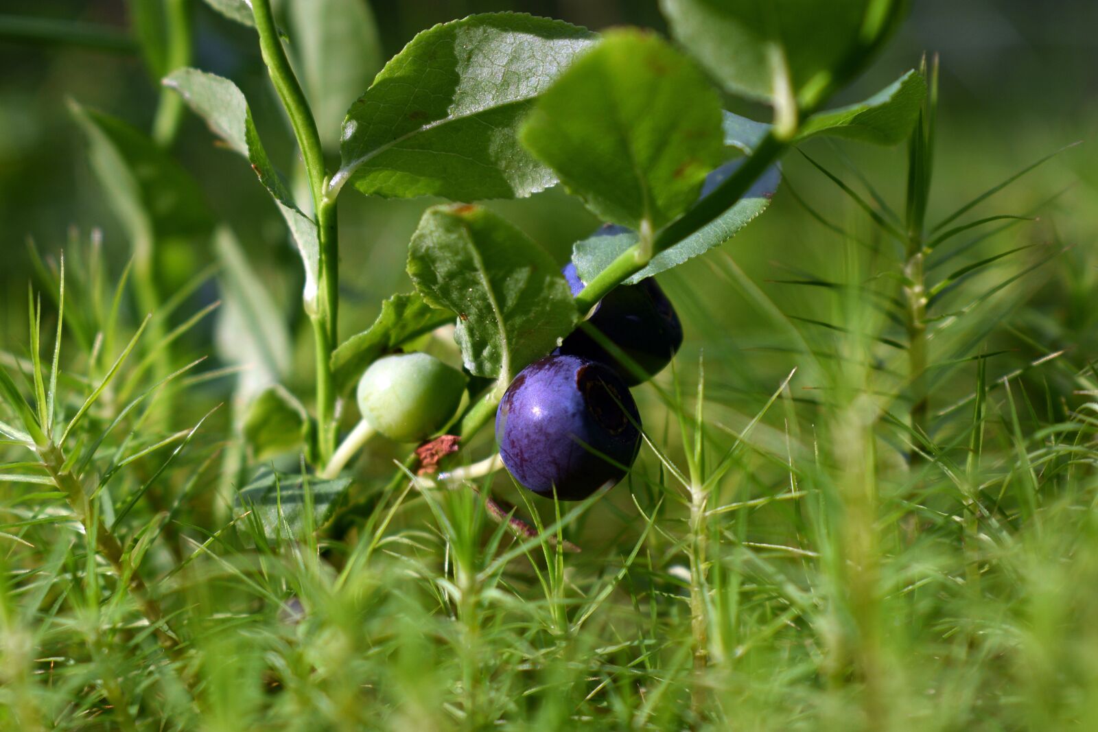 Nikon D3400 sample photo. Berries, jagoda, fruit photography