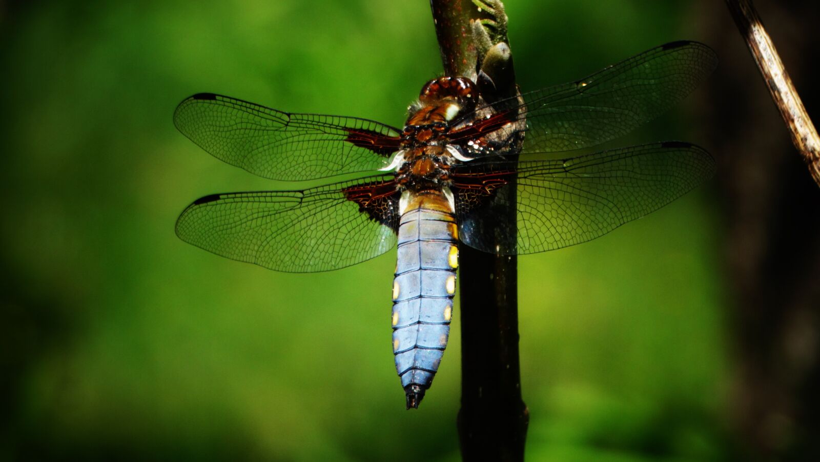 Sony Cyber-shot DSC-HX300 sample photo. Dragonfly, blue, green photography