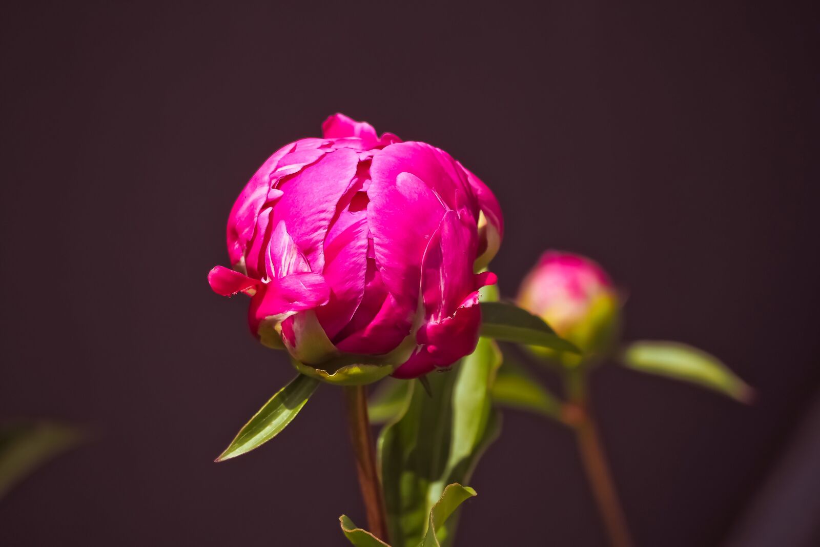 Olympus OM-D E-M10 sample photo. Rose, flower, blossom photography