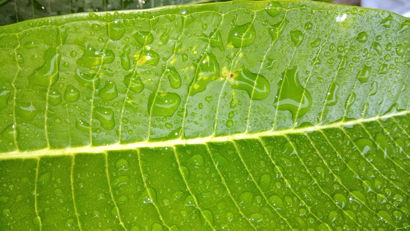 Xiaomi Redmi Note 4 sample photo. Raindrops, leaf, green photography