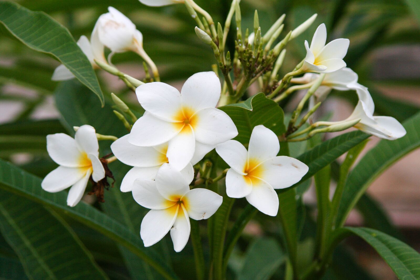 Canon EOS 350D (EOS Digital Rebel XT / EOS Kiss Digital N) sample photo. Plumeria, frangipani, manacá photography